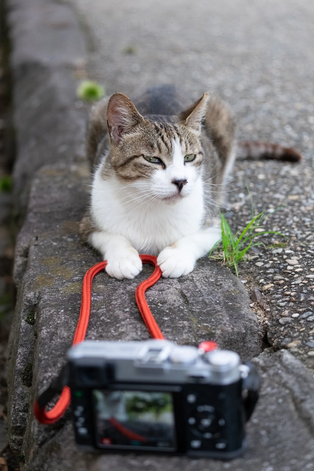 FUJIFILM初代X100は、本当にX100VIの先祖なのか？｜猫写真家 あおいとり
