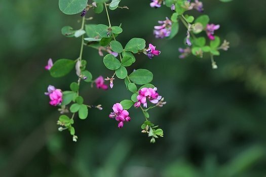 秋の草花 2025年8月29日 【 秋草 あきくさ 】 秋の草は特定の草ではなく