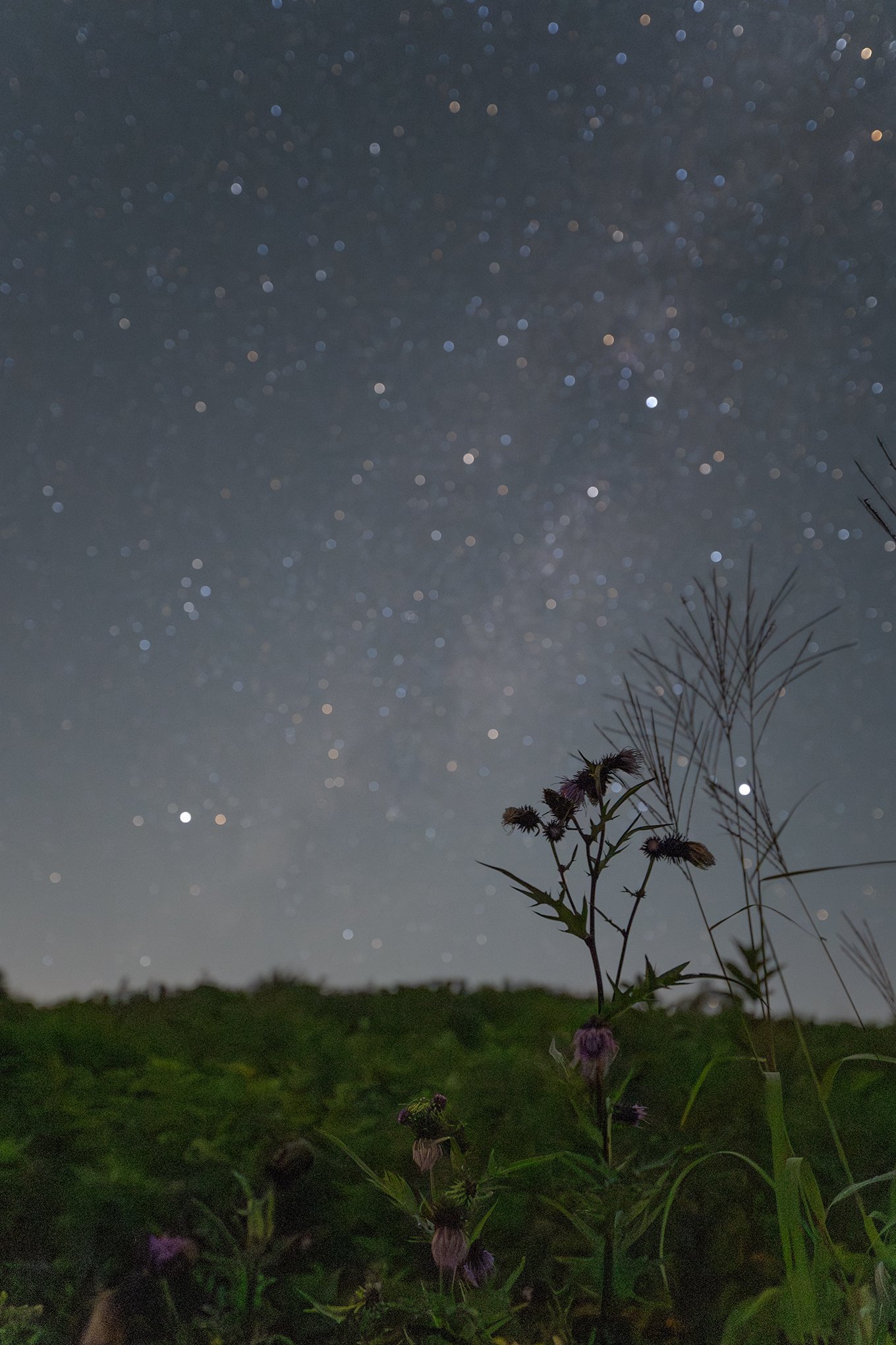 八島ヶ原湿原に咲く秋の草花と星空｜星空写真家・「好き」を「得意」に