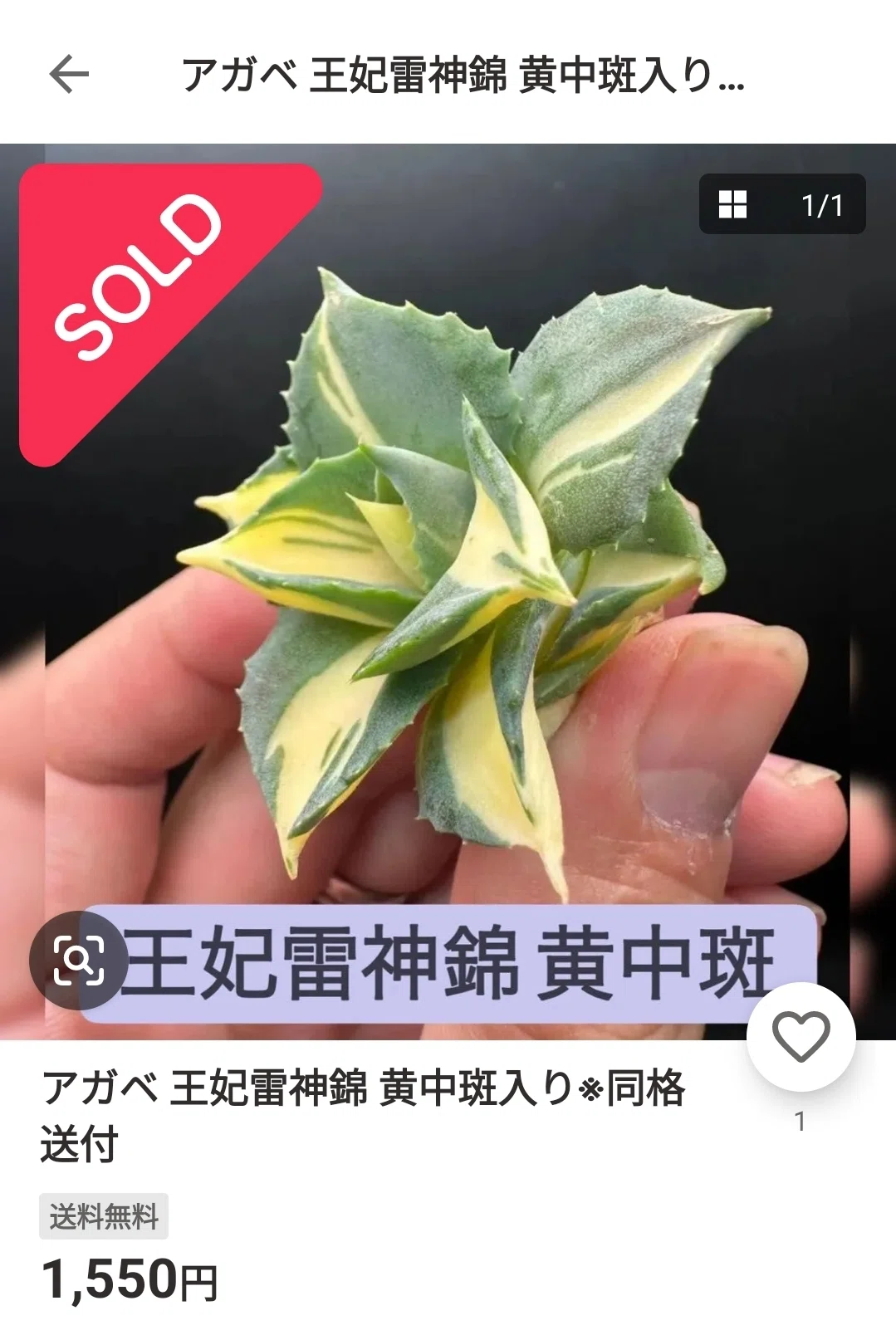 BLEA〇Hの卍解みたいな名前の初心者向けなアガベ「王妃雷神黄中斑