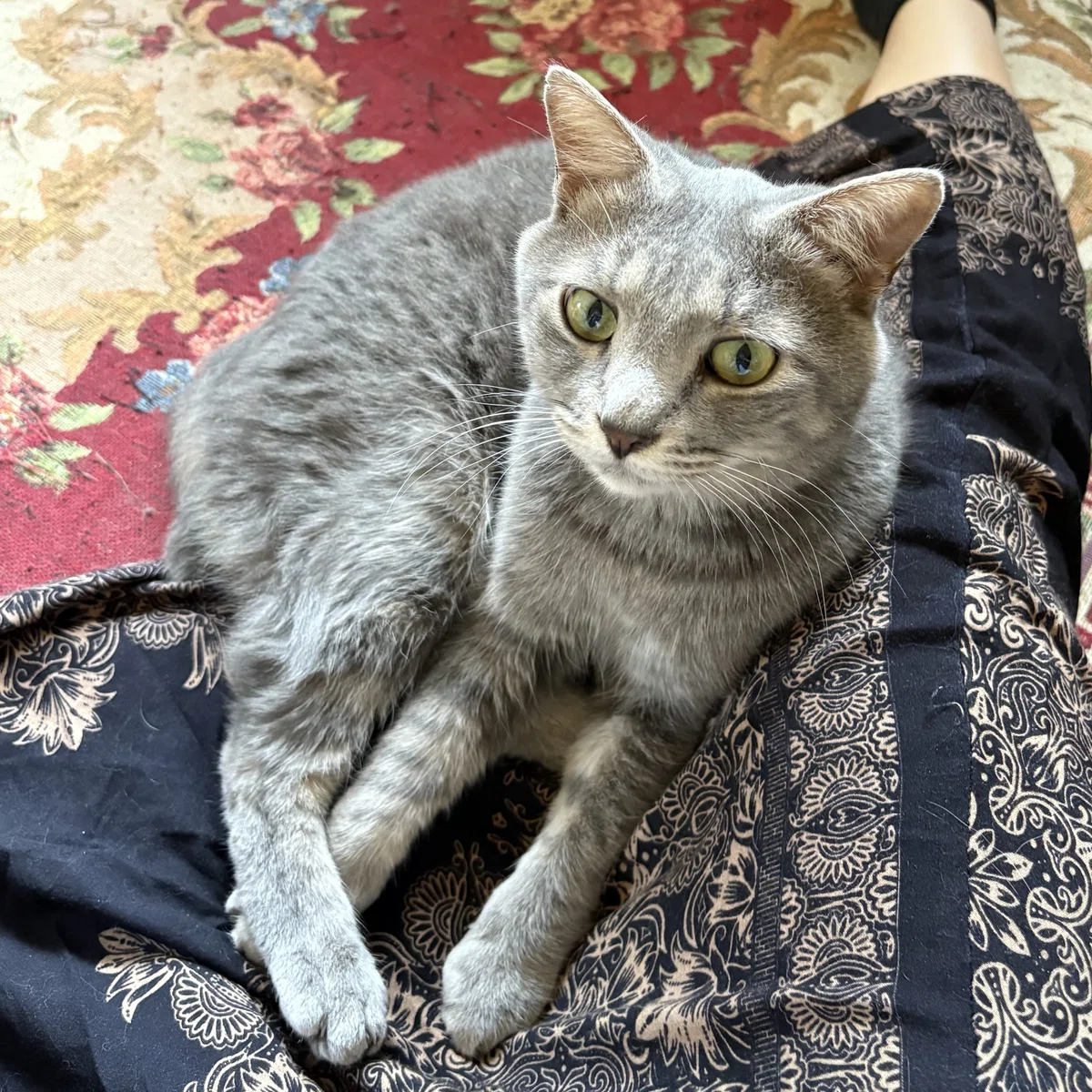 人生初の猫カフェ＆乙女座新月メッセージ「通じ合える存在と静かに繋がる」｜ウサキさん☆咲吉（さききち）