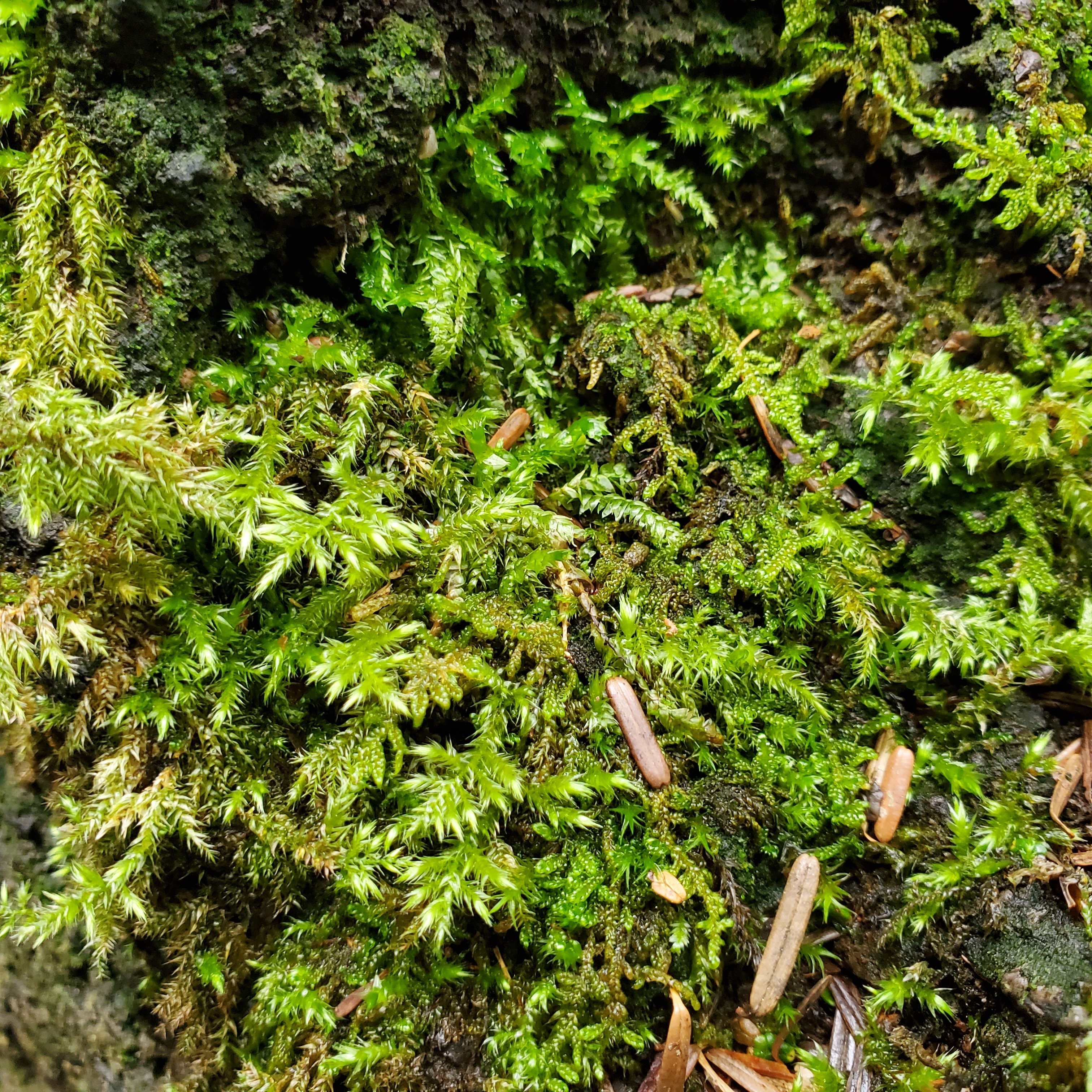 龍の尾」リュウビゴケ｜moss paradise3055（モスパラ）