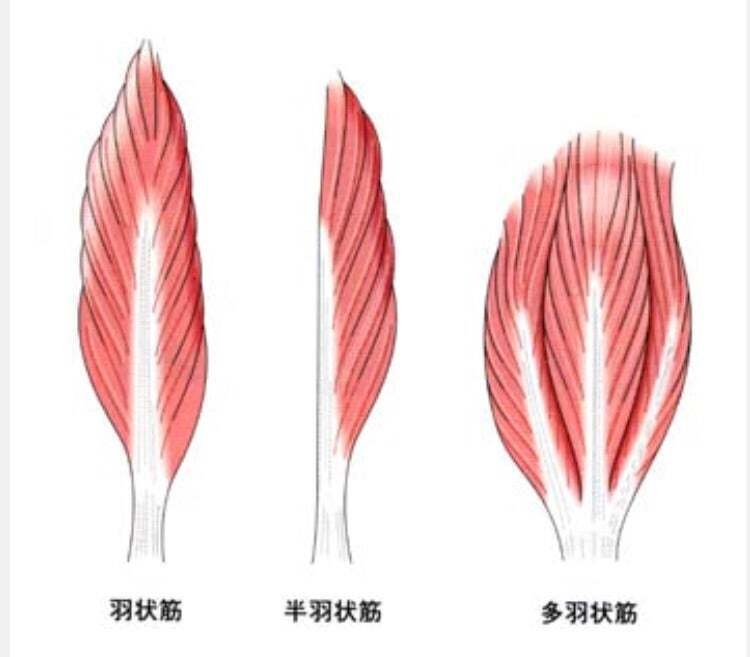 誰にも教えたくない】サイドレイズの極意掴んだかもしれない【メロン肩