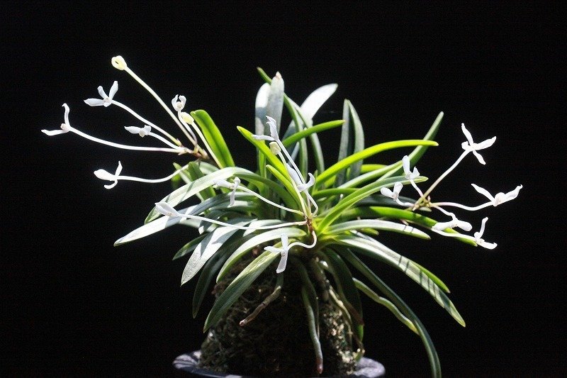 富貴蘭「高野の華」の花｜KJ Morison