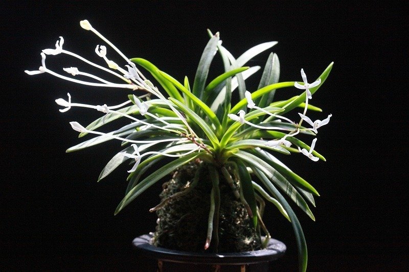 富貴蘭　山吹雪(奇花) 3本立 富貴蘭 山吹雪(奇花) 3本立 富貴蘭吹雪