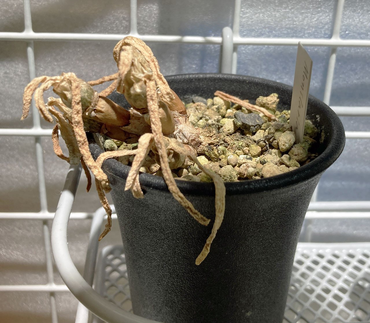 モニラリア、休眠から目覚める。去年との比較など（2025秋)｜そーいち