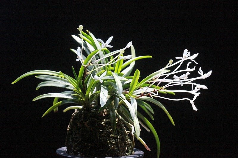 富貴蘭「高野の華」の花｜KJ Morison