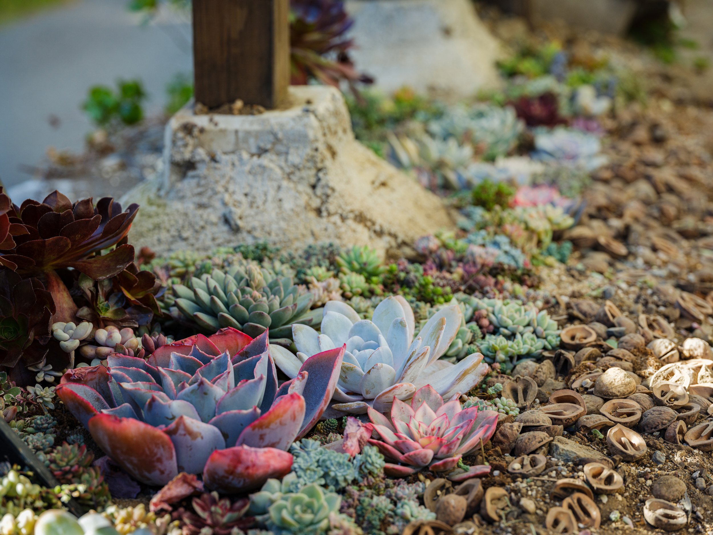 多肉植物 寄せ植え そのまま飾れる♡.*゜リース♡*°オレンジNo.1