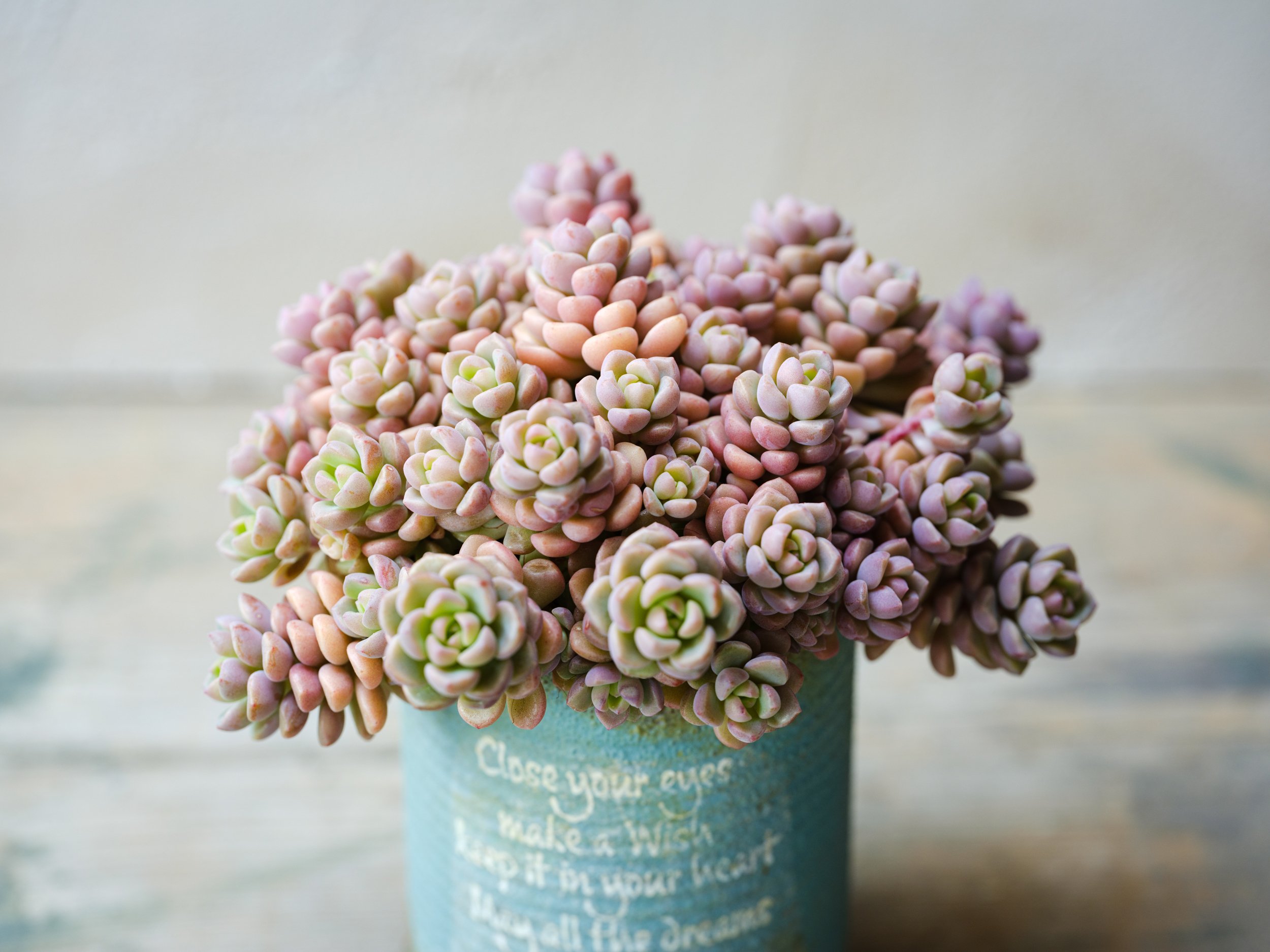 多肉植物 カワイイ紅葉コンビ♡フーケリー とチョコレートボール♫ 多肉植物 カワイイ紅葉コンビ♡フーケリー とチョコレートボール♫