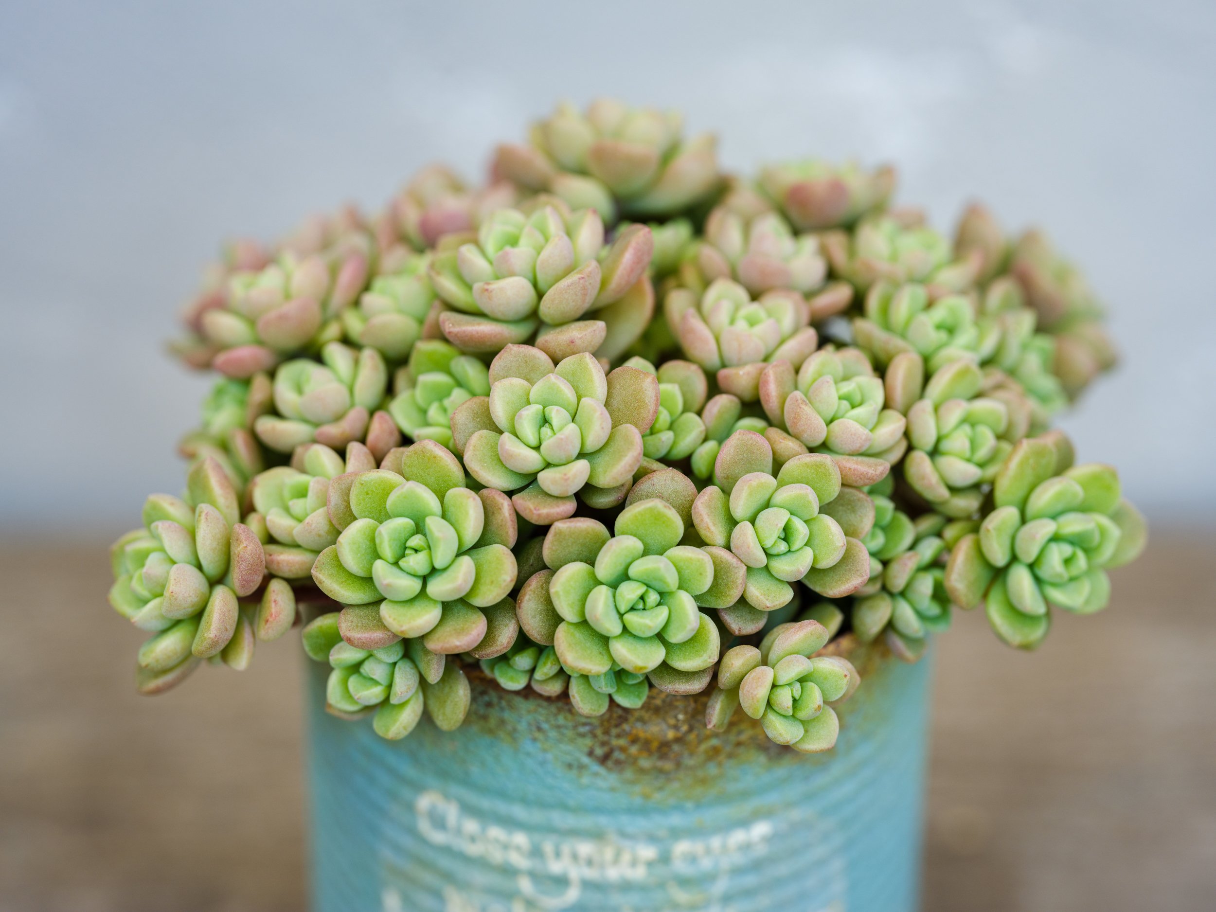 多肉植物 カワイイ紅葉コンビ♡フーケリー とチョコレートボール♫ 多肉植物 カワイイ紅葉コンビ♡フーケリー とチョコレートボール♫