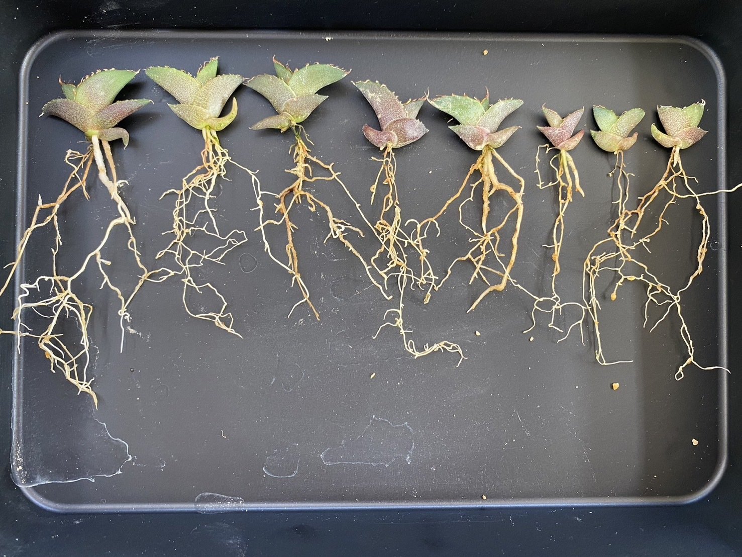 初心者向け】アガベ実生の育て方｜発芽後の光・水・風管理のポイント