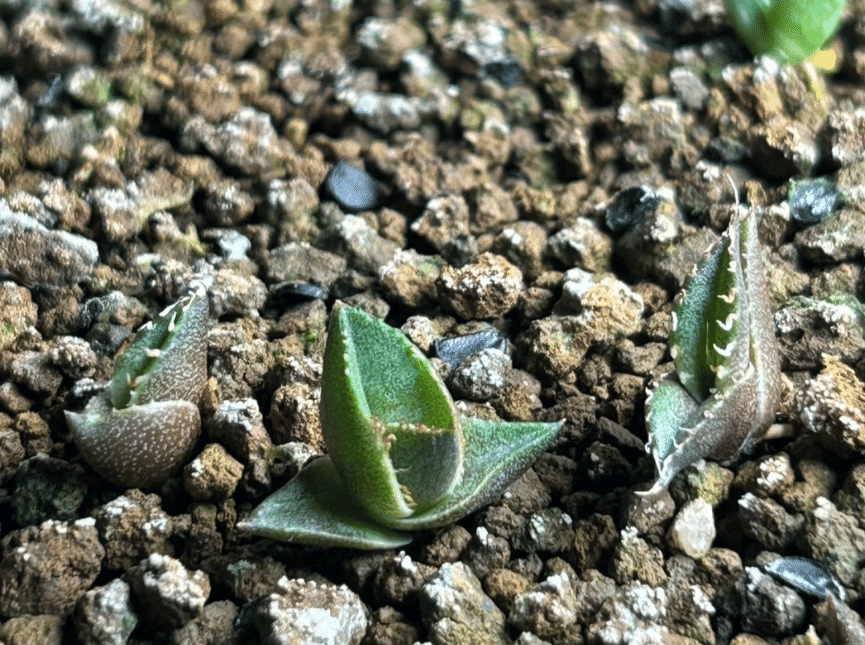 初心者向け】アガベ実生の育て方｜発芽後の光・水・風管理のポイント