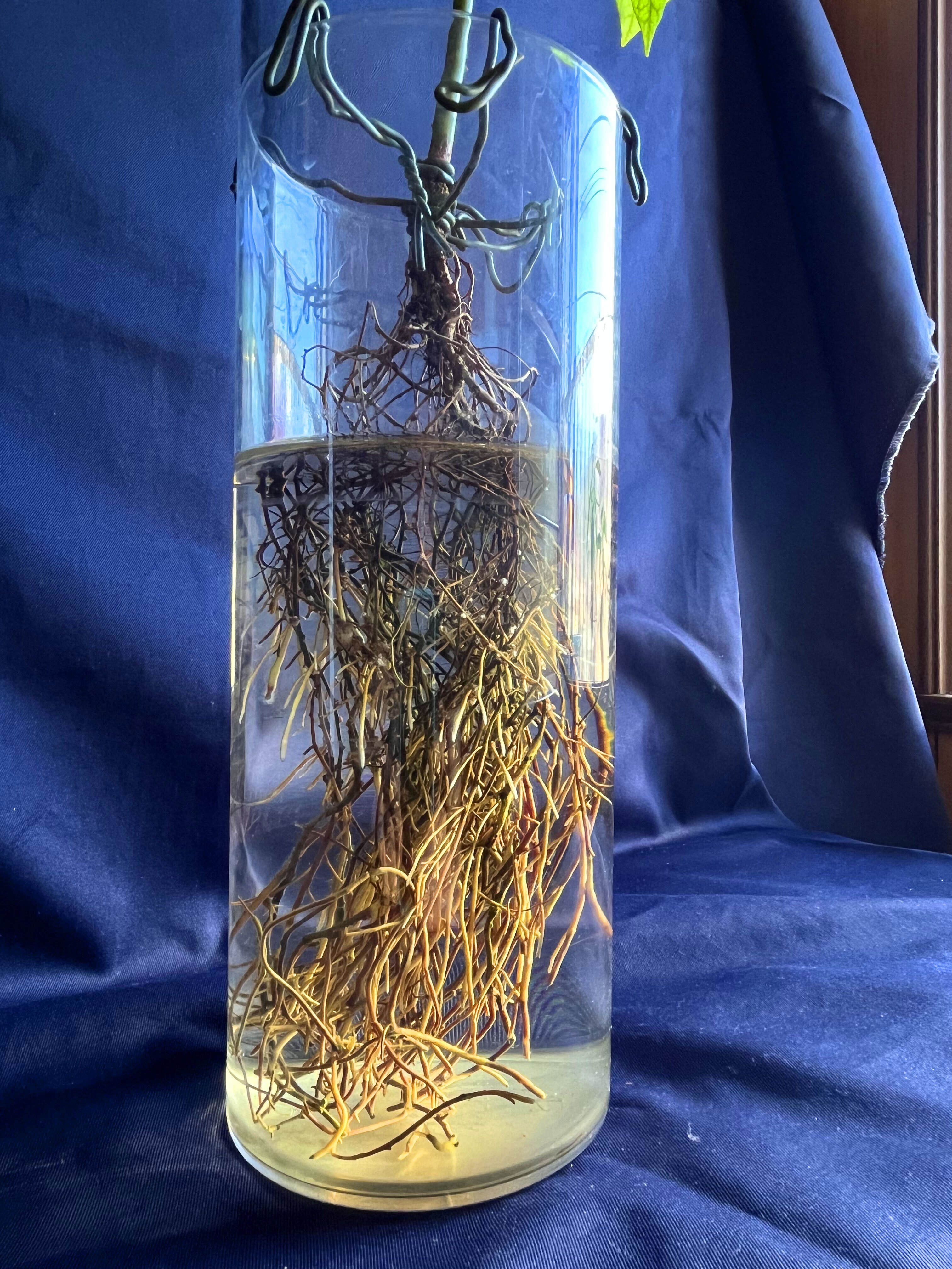 アボガド水耕栽培記 その22 【成長確認編】｜鹿角時計