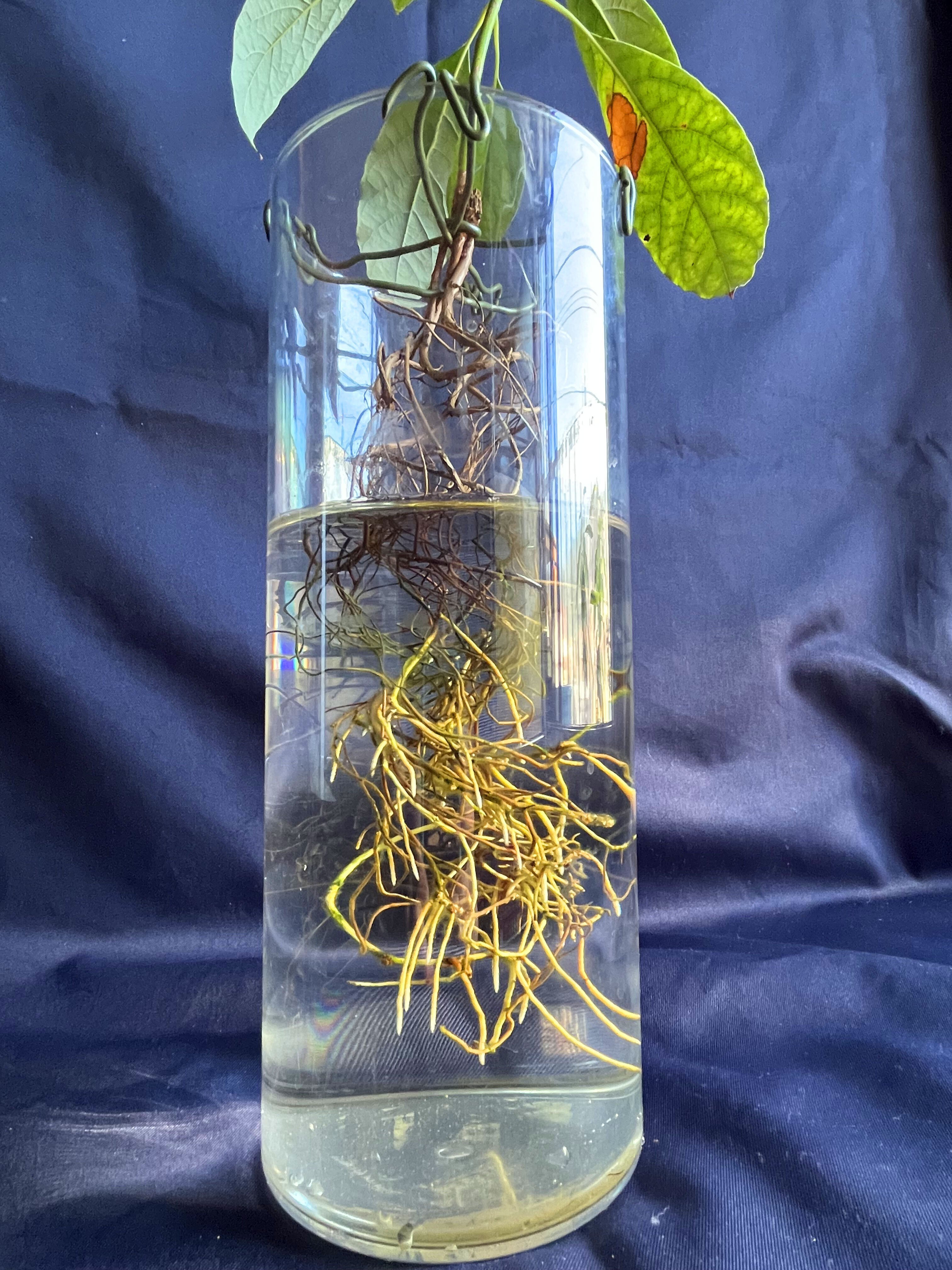 アボガド水耕栽培記 その22 【成長確認編】｜鹿角時計