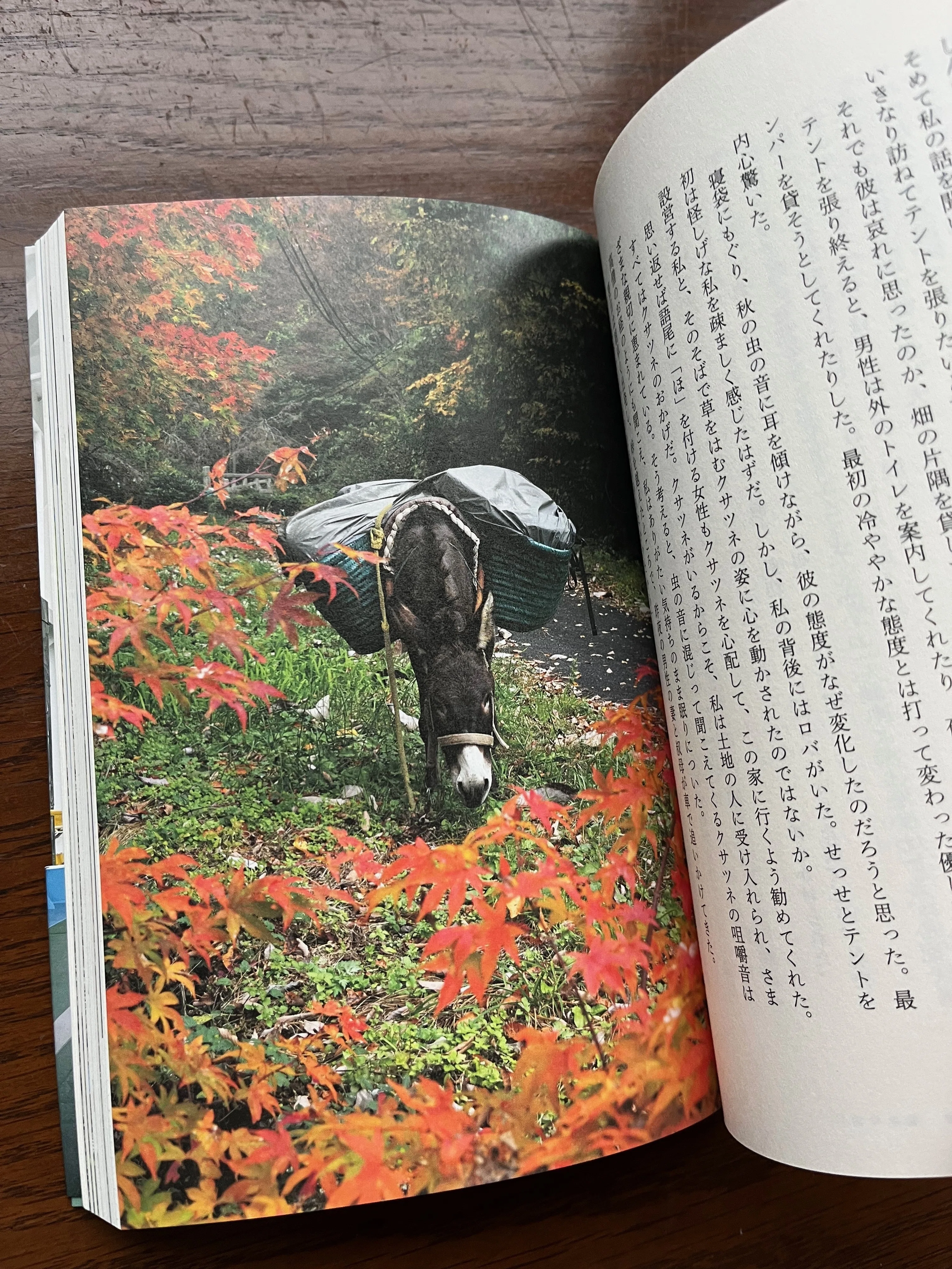 ロバ本第二弾（ロバのクサツネと歩く日本）が素晴らしかったという話