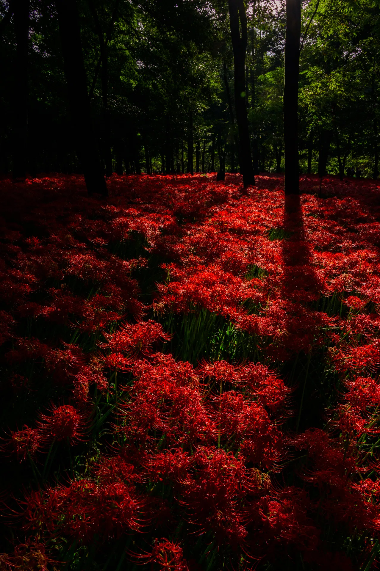 彼岸花の名所 ~巾着田曼珠沙華公園~｜Y.Washizu