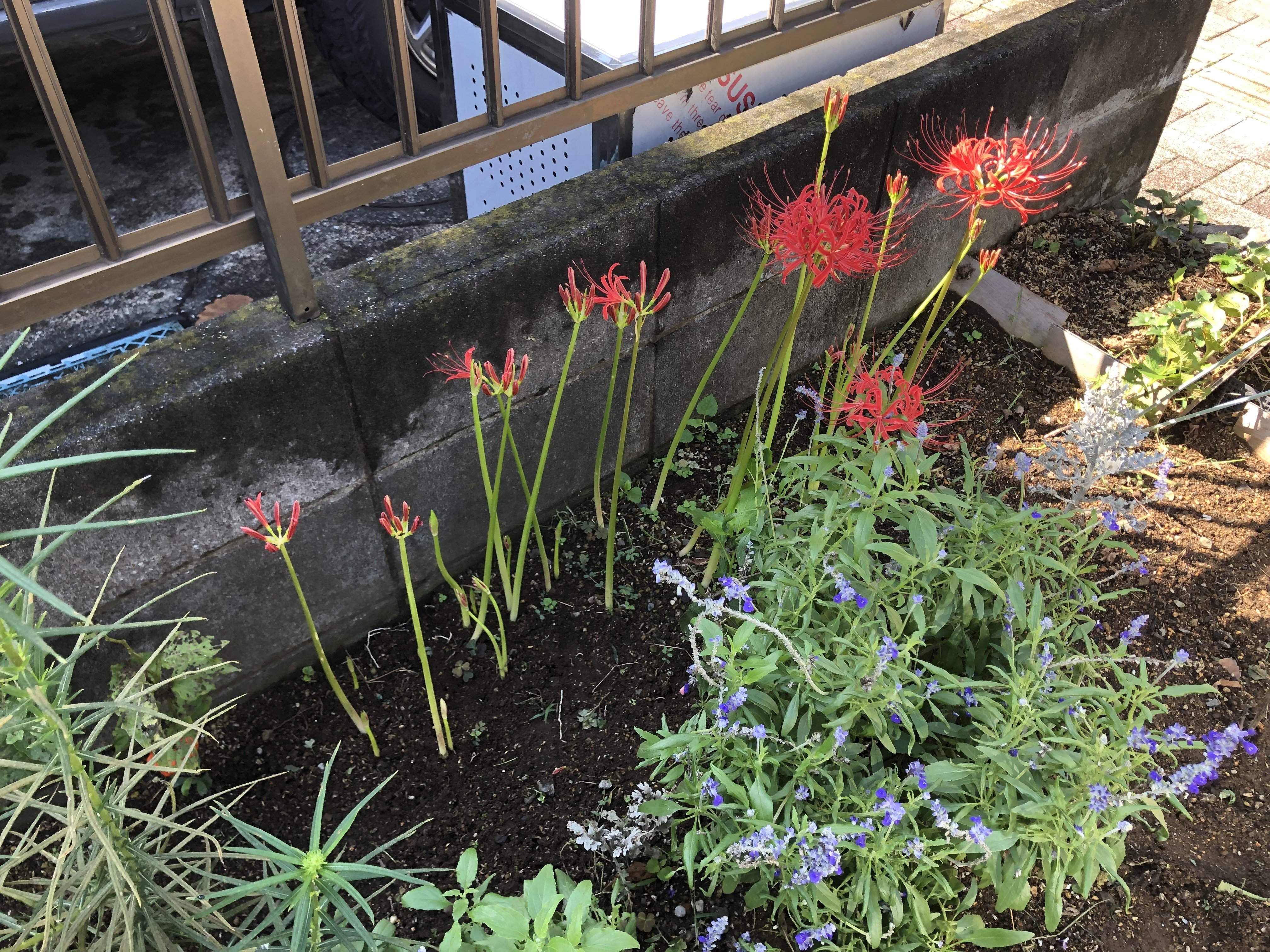 もみ様　曼珠沙華・大判草・たね 61EY3QmiqNL._UF1000,1000_QL80_.jpg