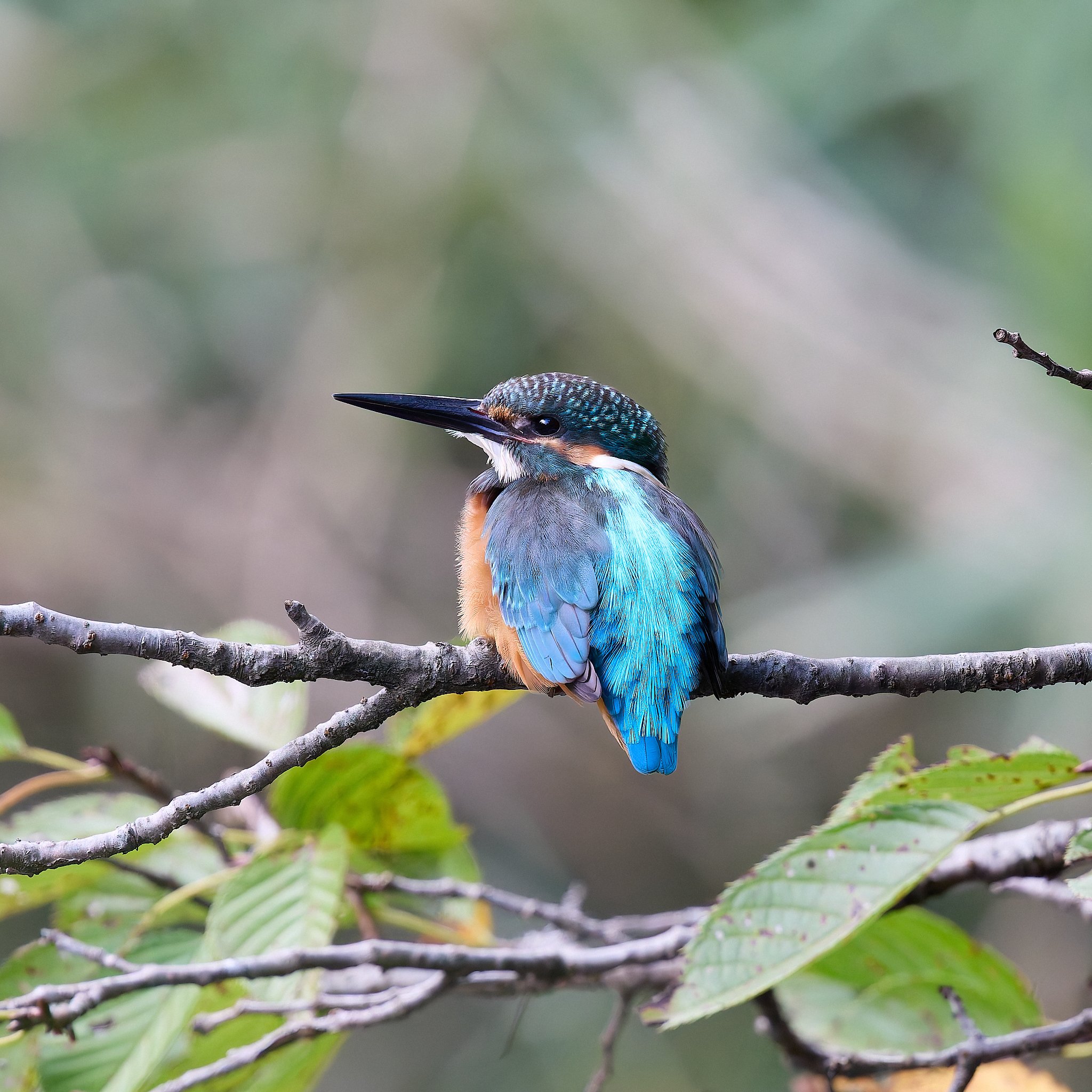 カワセミ 〜 EOS R10｜RURI