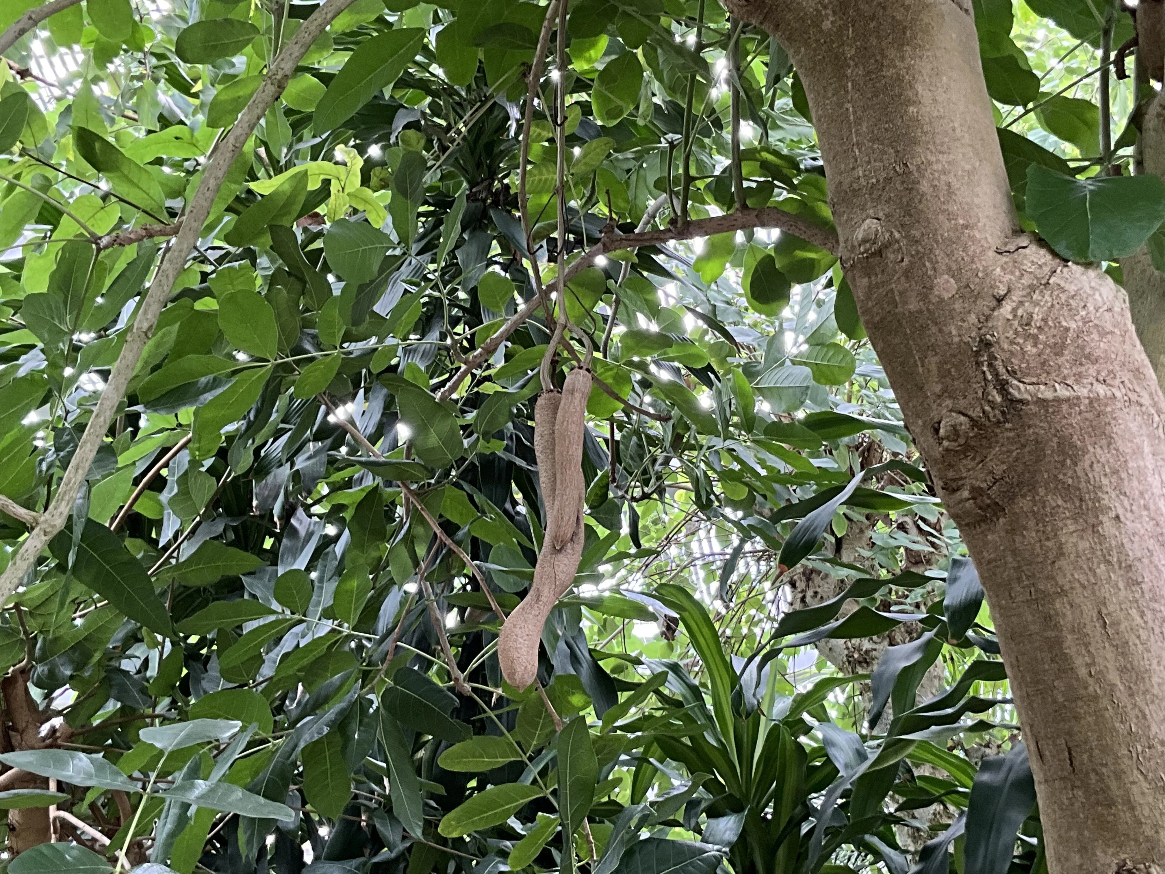 ソーセージノキの果実（京都府立植物園）：2025年10月27日（月）｜藤井