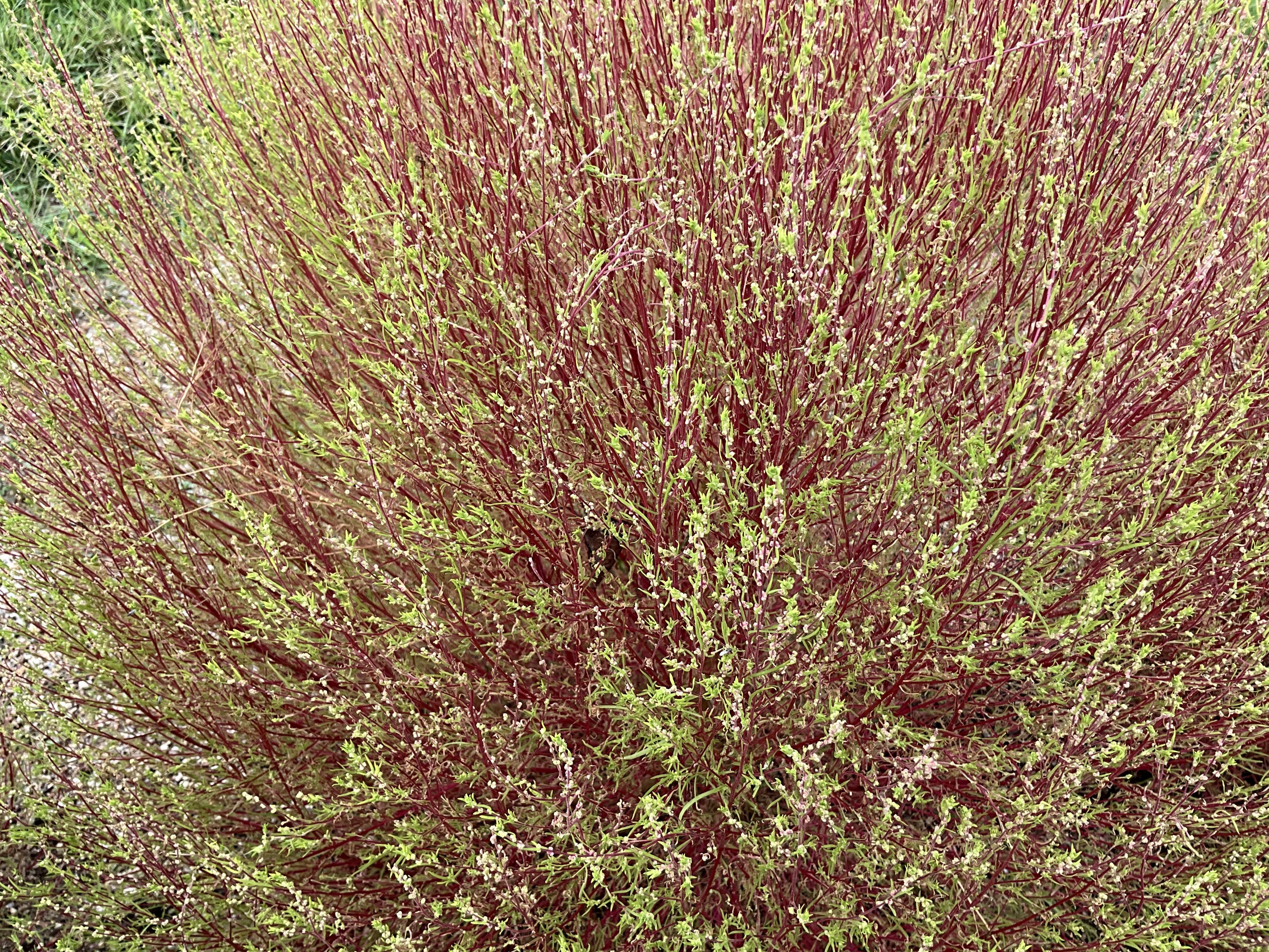 四季彩の丘のホウキギと「とんぶり」（京都府立植物園）：2025年10月9