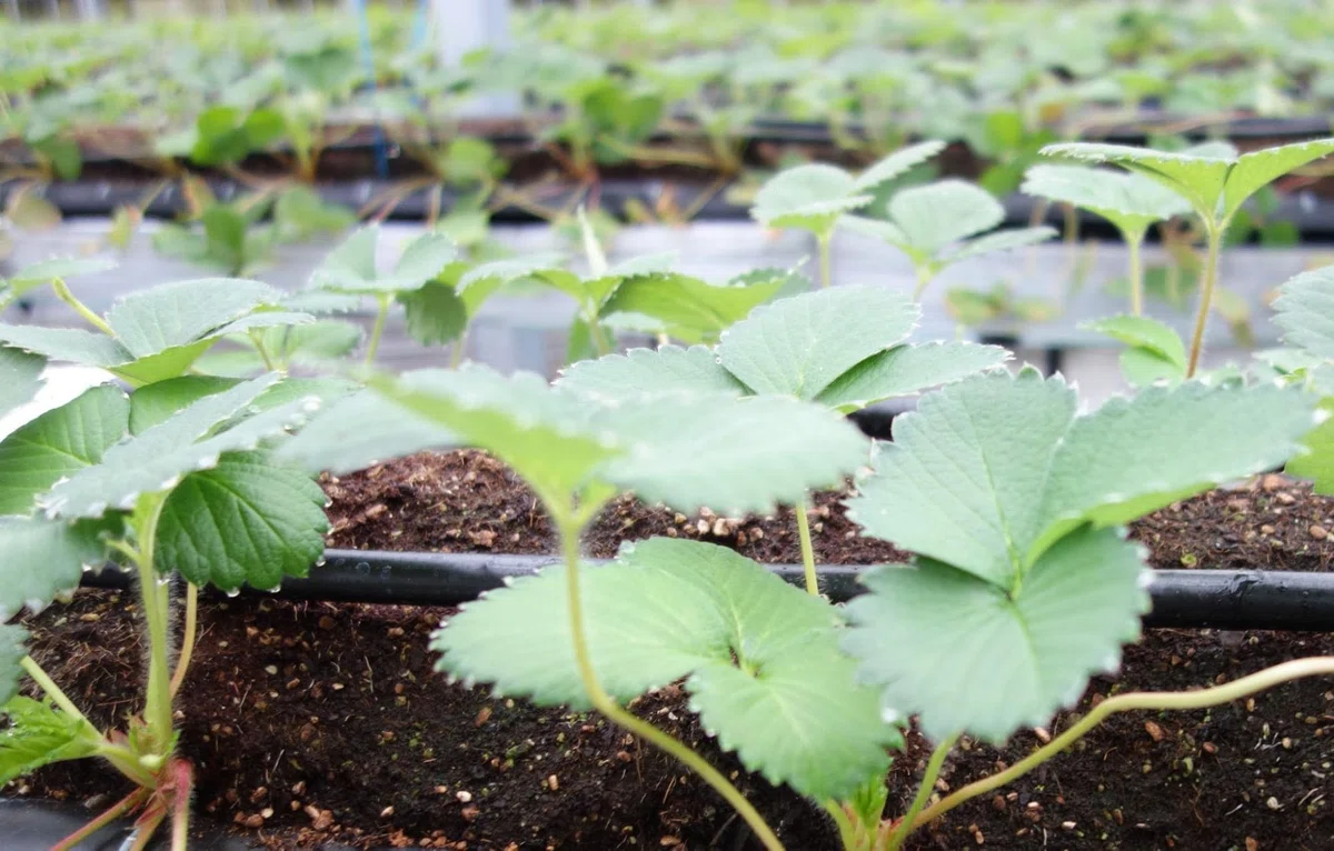 [For Beginners] Strawberry Cultivation. Make a Difference with Planting ...