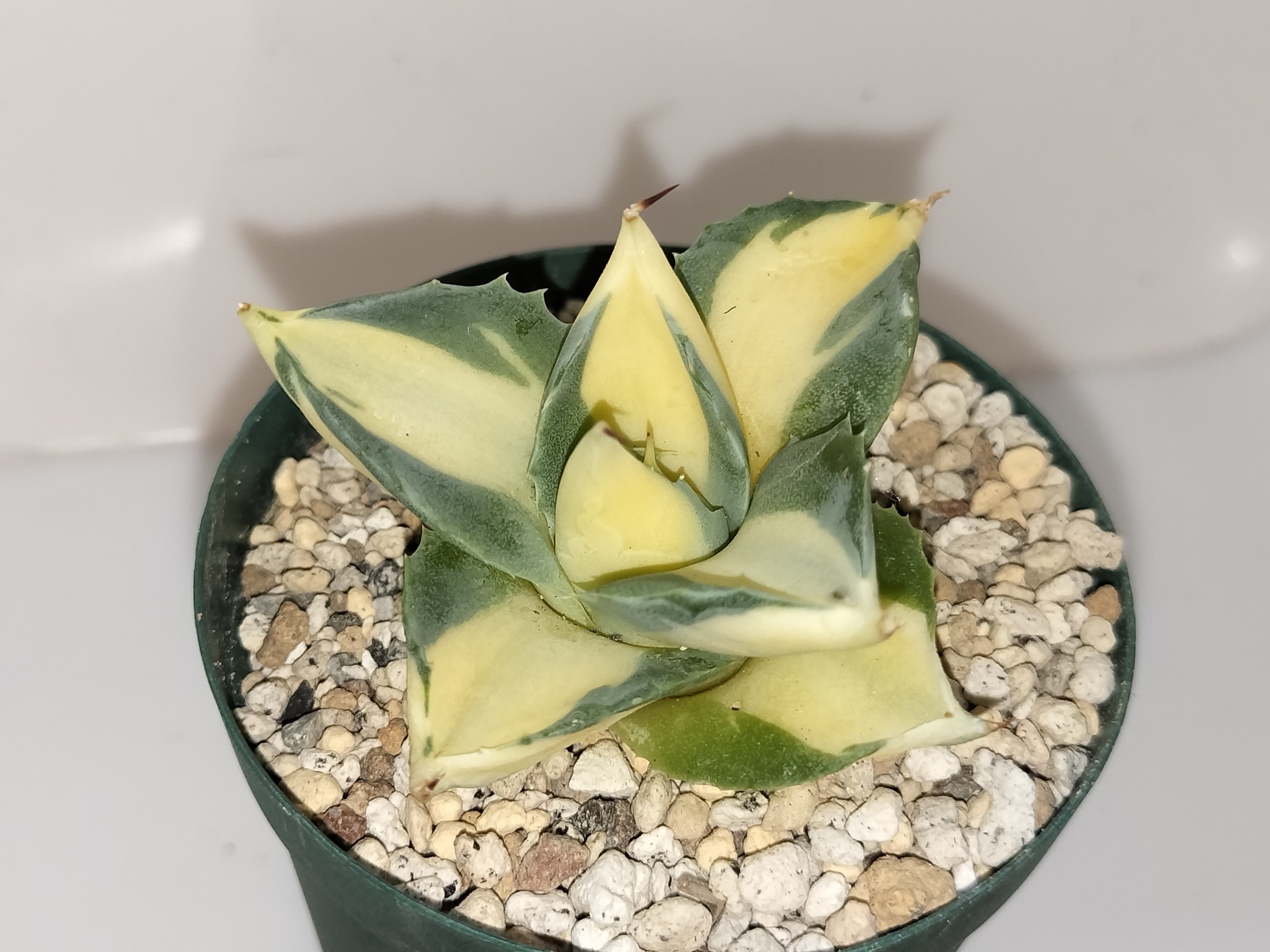 アガベ パラサナ 中斑 後暗みタイプ レア 子株 アガベ パラサナ 実生株 | 4S'easons.