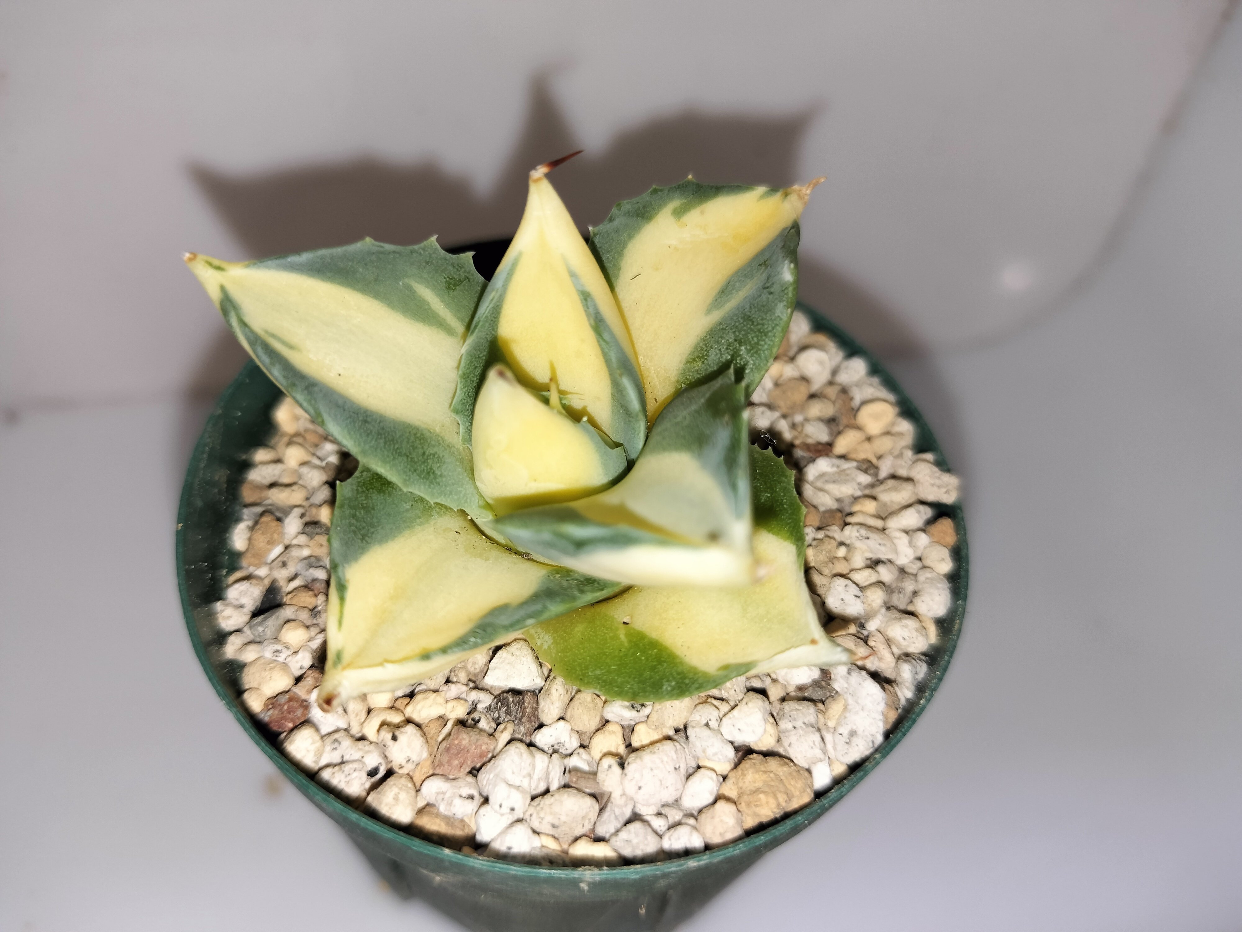 アガベ：王妃雷神黄中斑の育て方｜バニオレ植物LABO