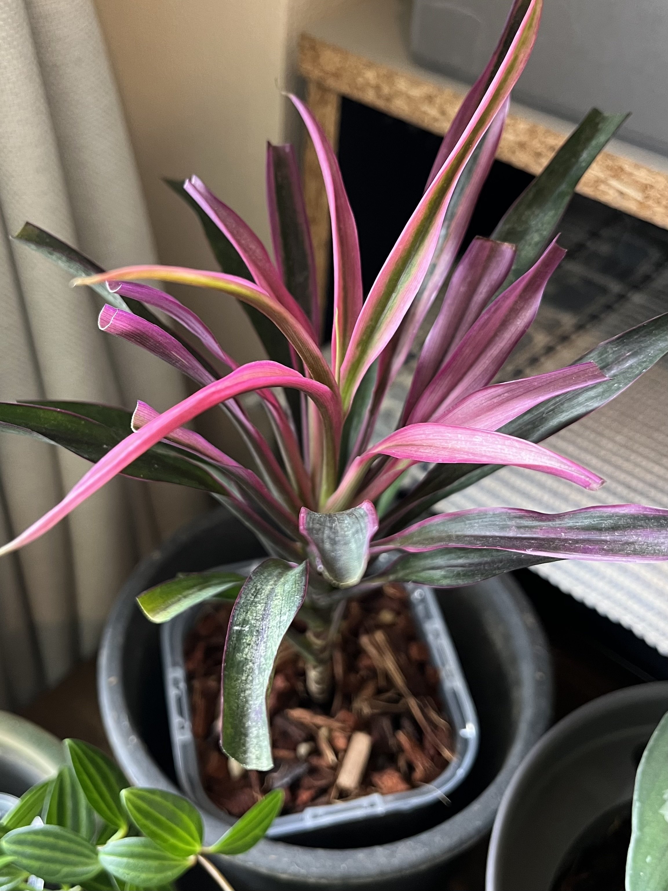 ドラセナかコルジリネか を確認｜Strelitzia