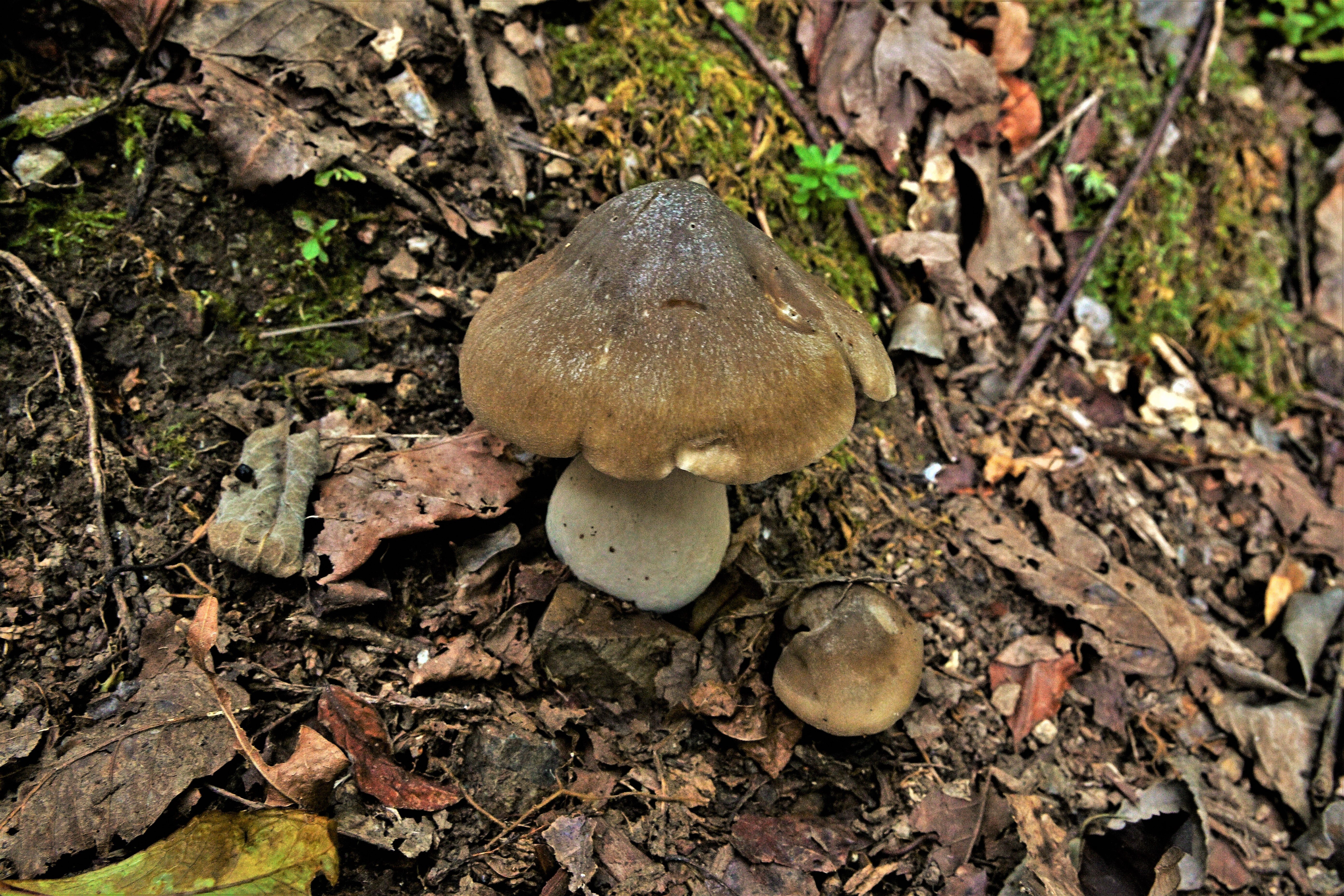 ウラベニホテイシメジは大人の味｜ゆたし
