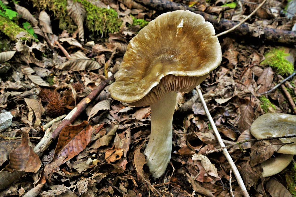 ウラベニホテイシメジは大人の味｜ゆたし