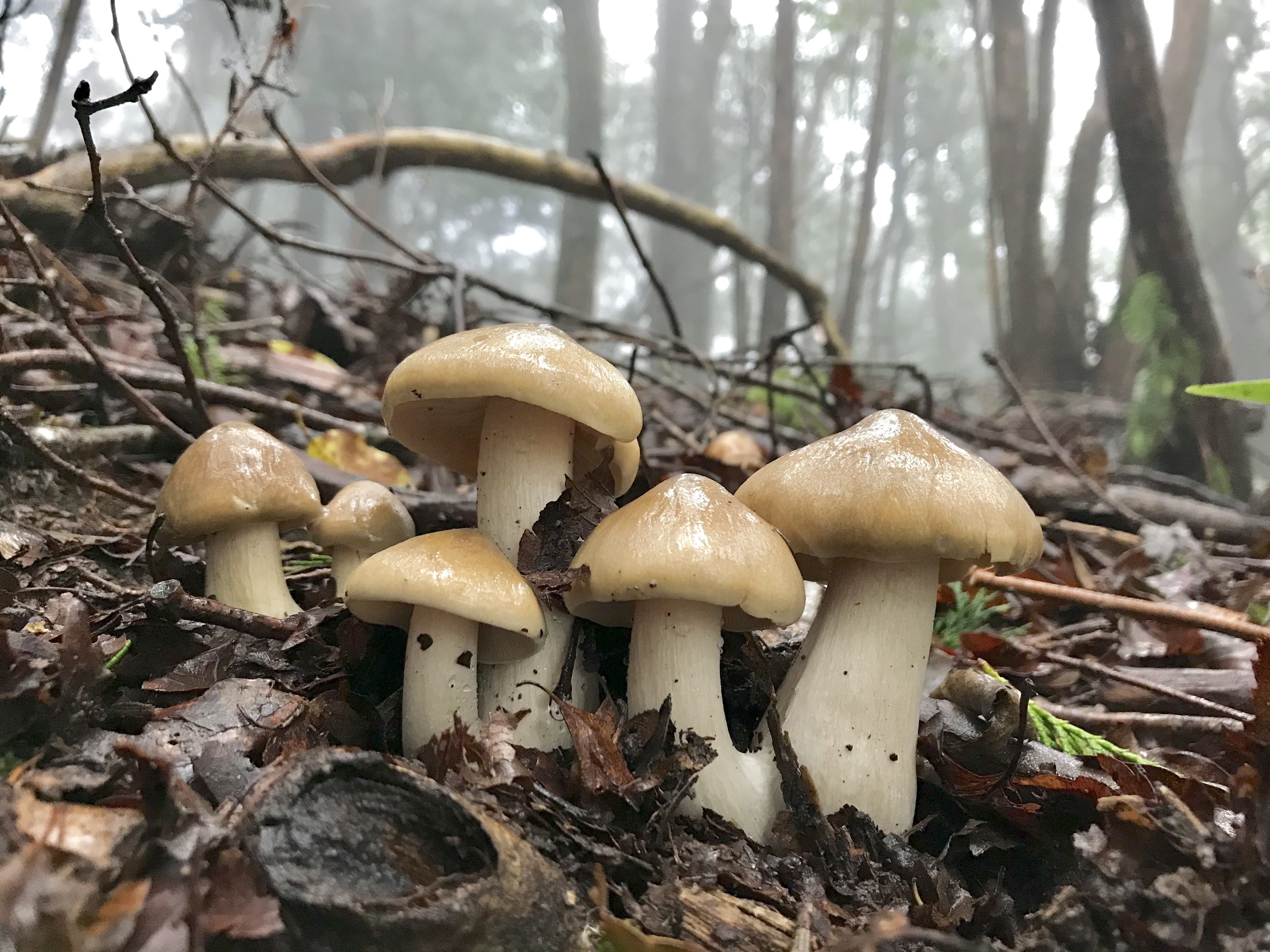 ウラベニホテイシメジは大人の味｜ゆたし