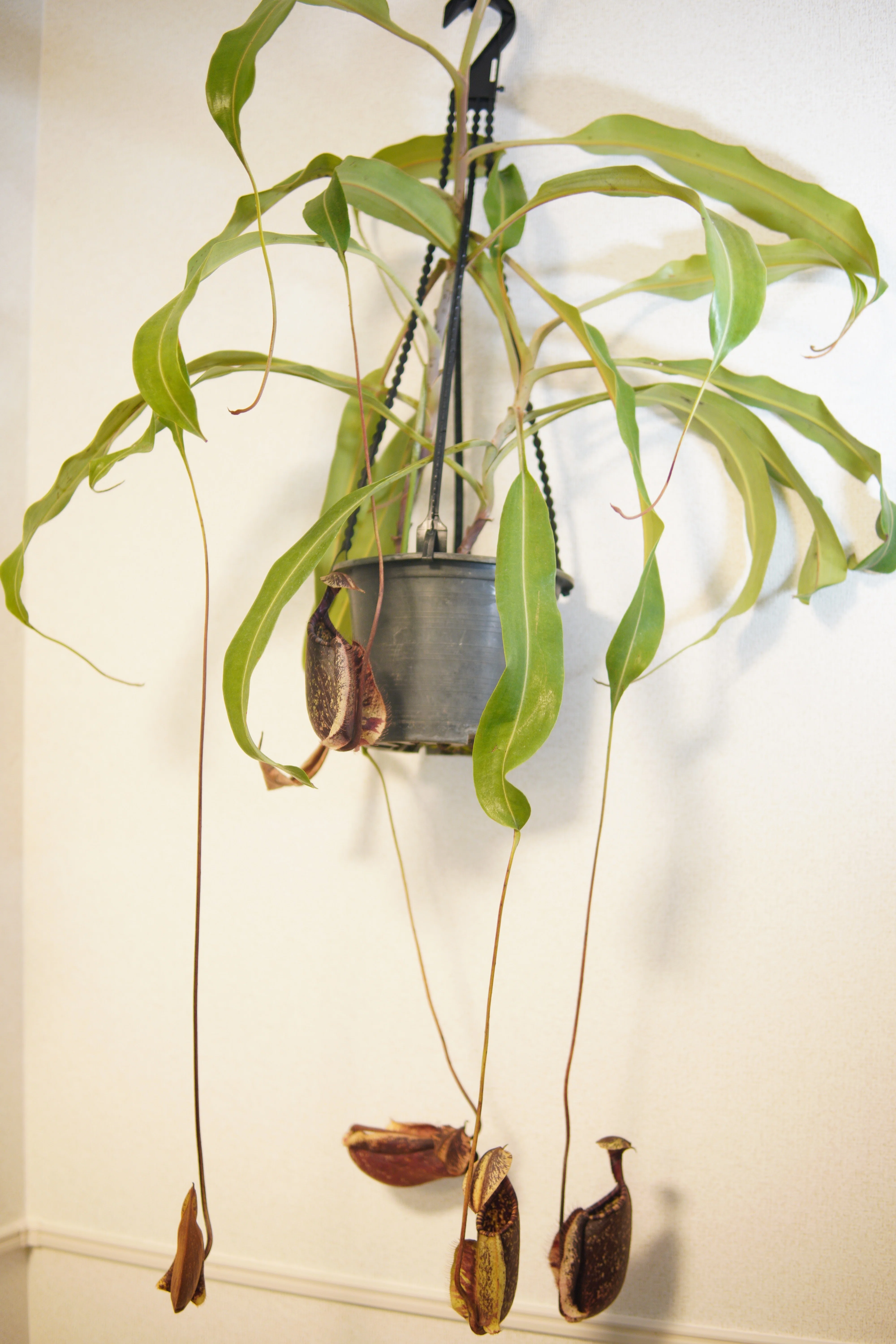 ツボ記】ウツボカズラ｜Nepenthes rafflesiana black｜黒のツボ｜とりりぃ