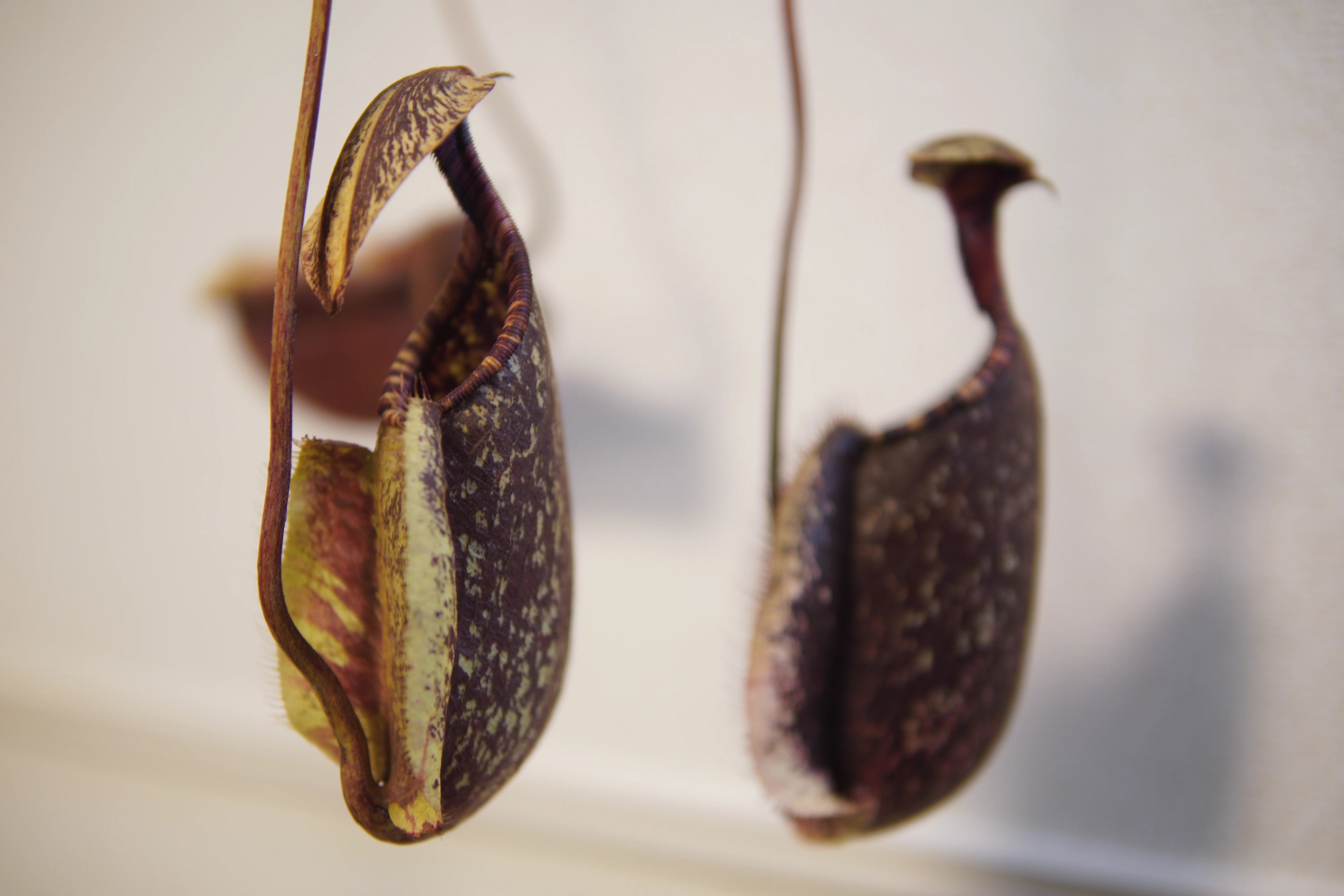 ツボ記】ウツボカズラ｜Nepenthes rafflesiana black｜黒のツボ｜とりりぃ