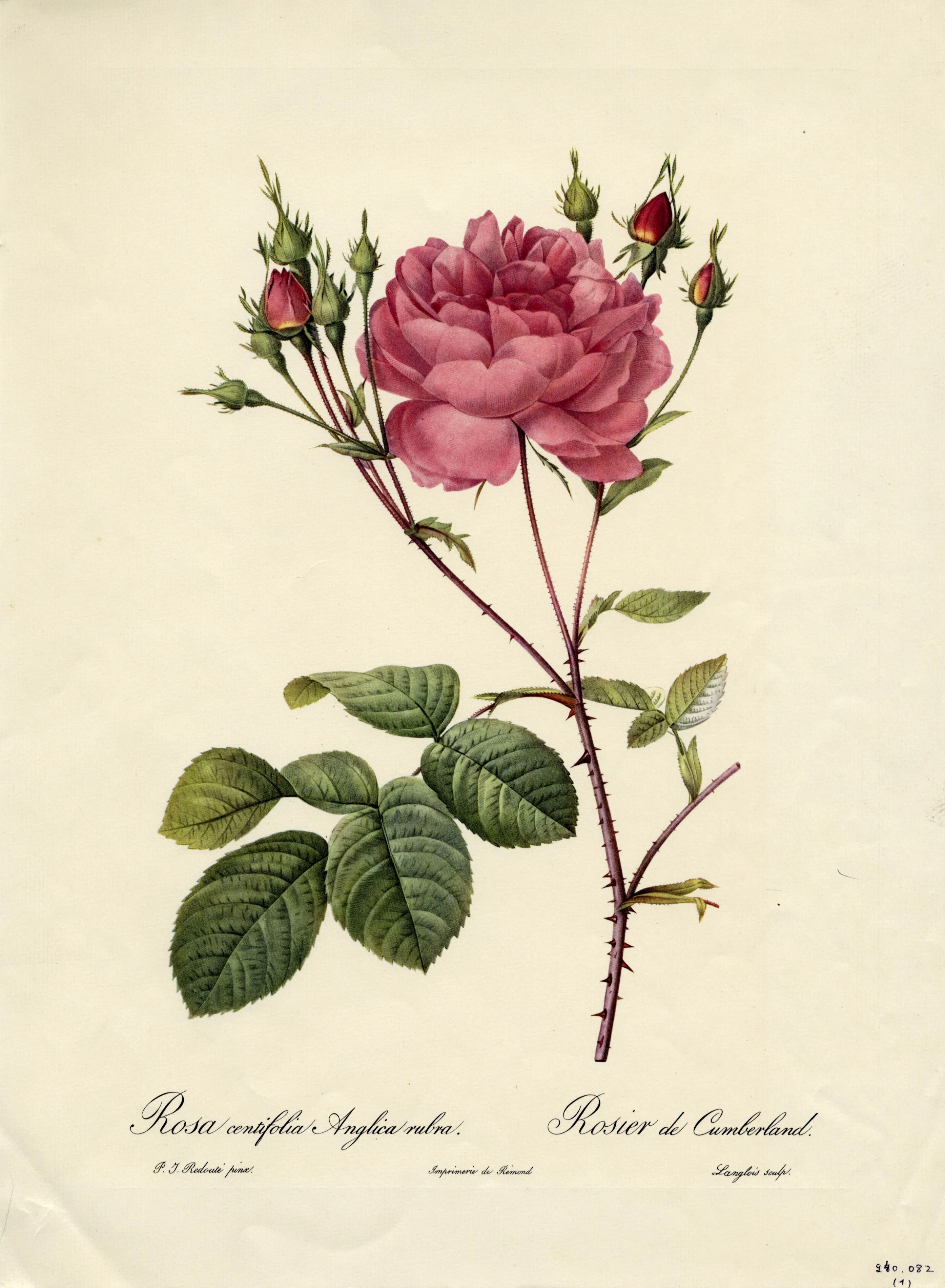 植物画とは何か＞（3）：博物画とは?美術か？ 西洋絵画、東洋絵画の