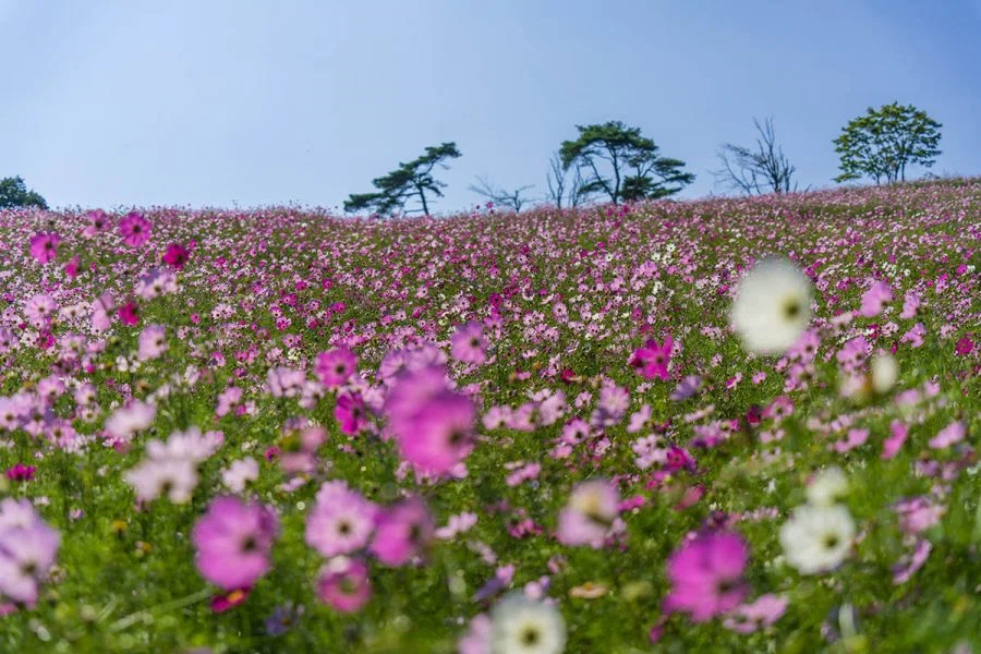 佐久高原 天空のコスモス | α7R4,PowerShotV1｜borichan | 旅するカメラ