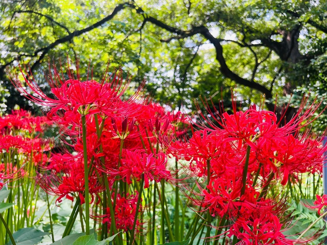 彼岸花散歩 2025｜ミント
