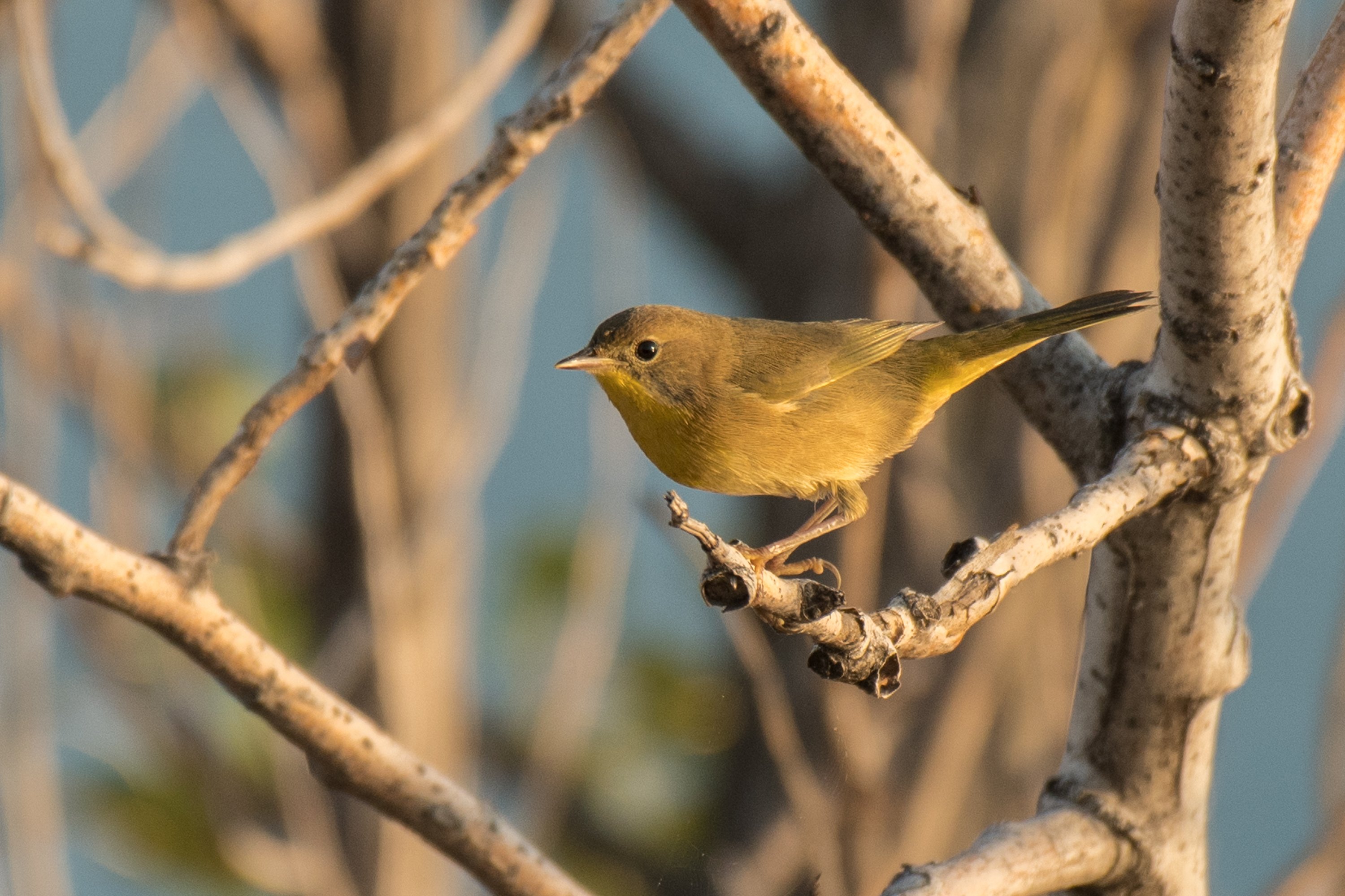 アメリカコガモのスタディバード　バードカービング　他2点 シカゴでバードウォッチング！】Common Yellowthroat 他 秋