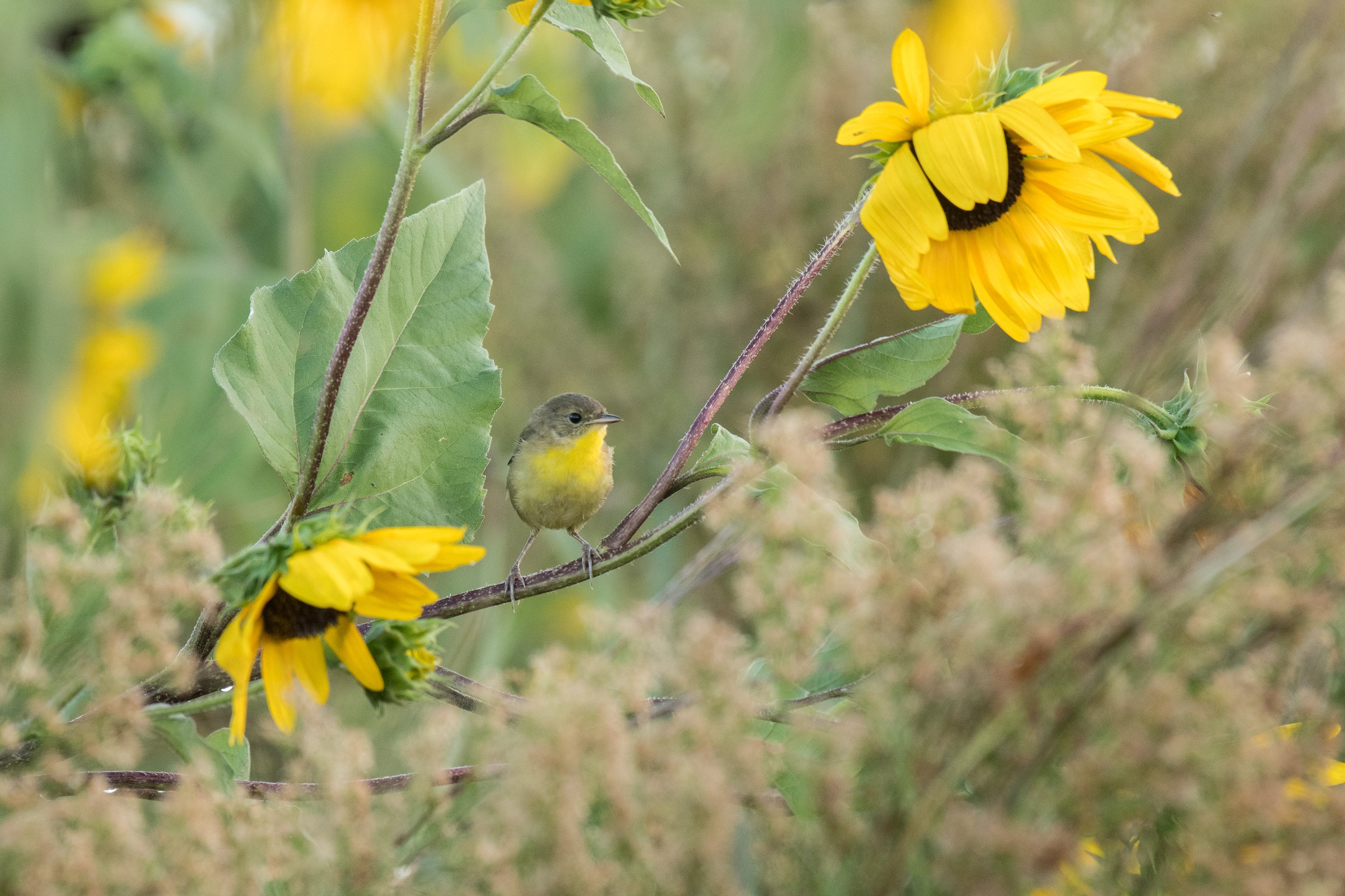 シカゴでバードウォッチング！】Common Yellowthroat 他 秋