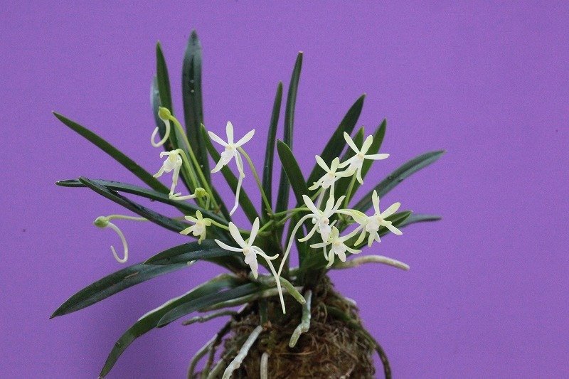 富貴蘭「高野緑花」の花｜KJ Morison