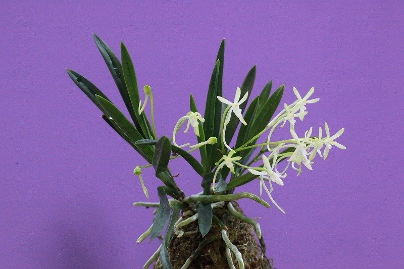 富貴蘭「高野緑花」の花｜KJ Morison