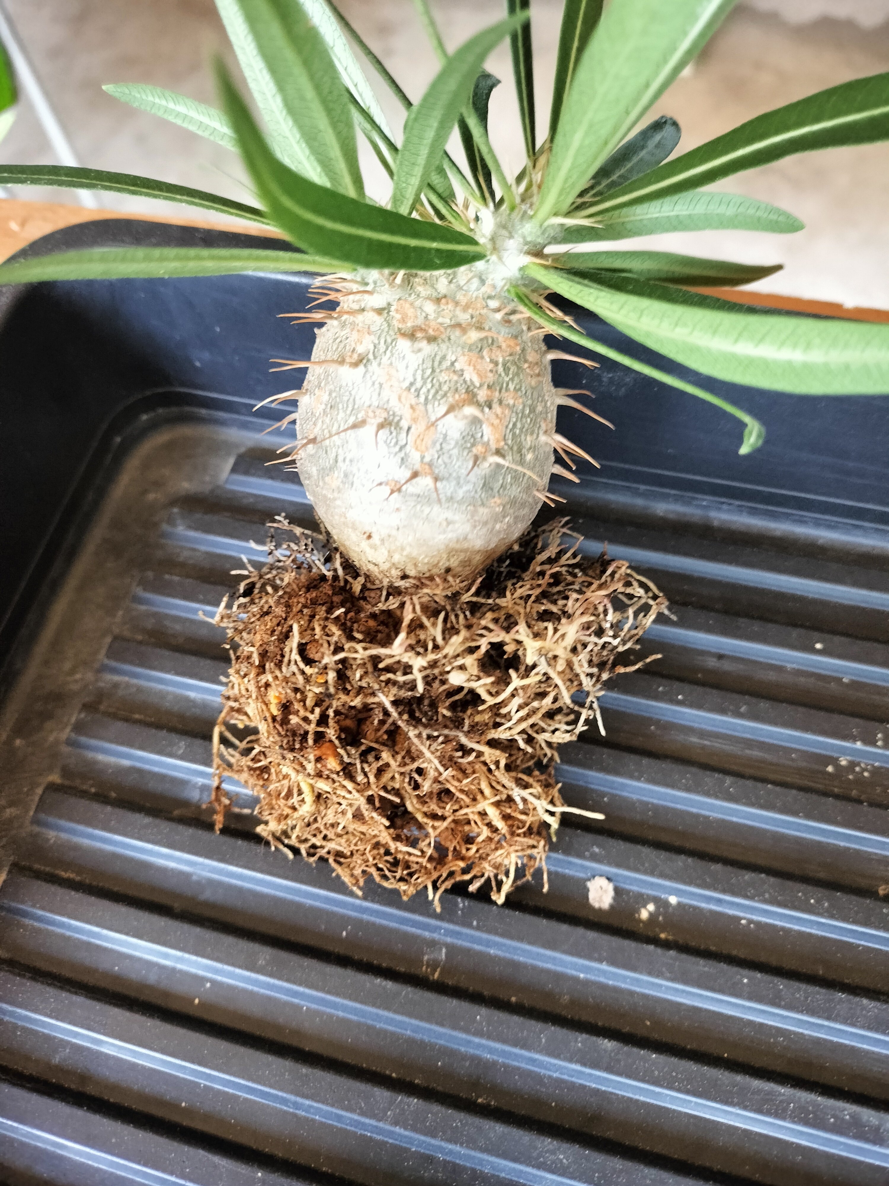 てつ様　グラキリス グラキリス｜植え換えの記録｜こいじ