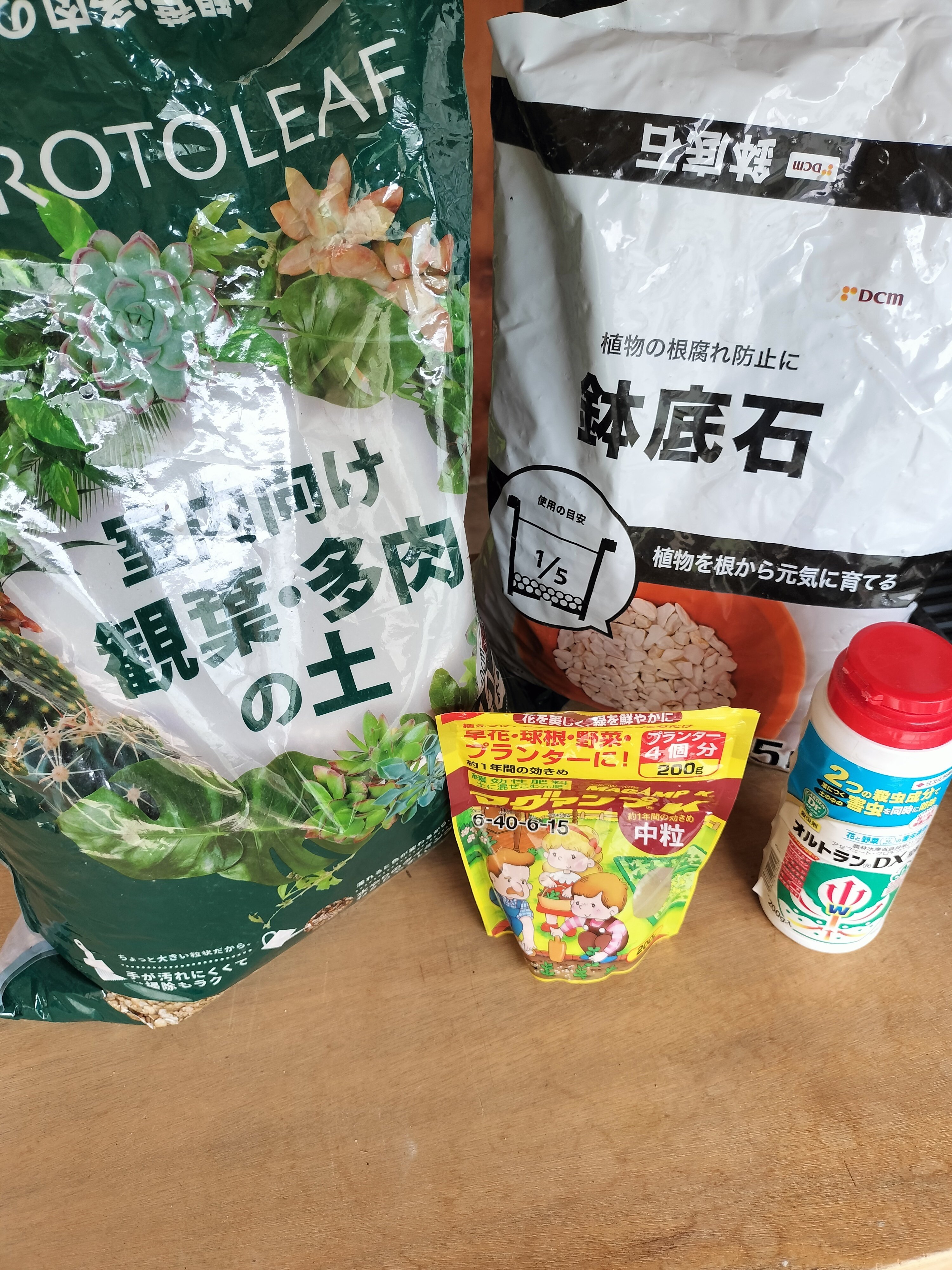 グラキリス｜植え換えの記録｜こいじ