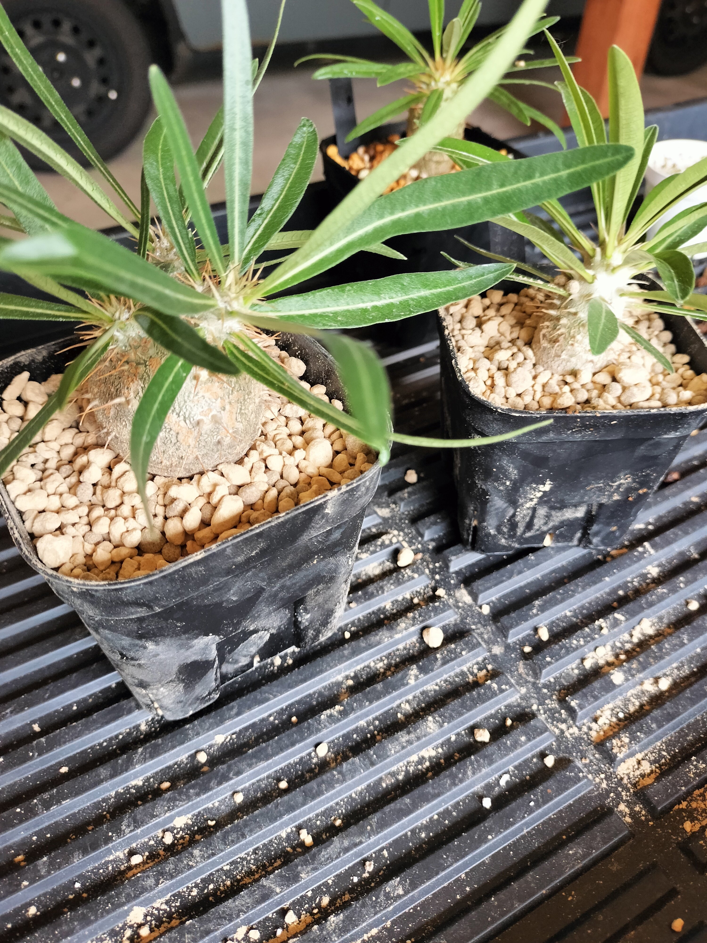 グラキリス｜植え換えの記録｜こいじ