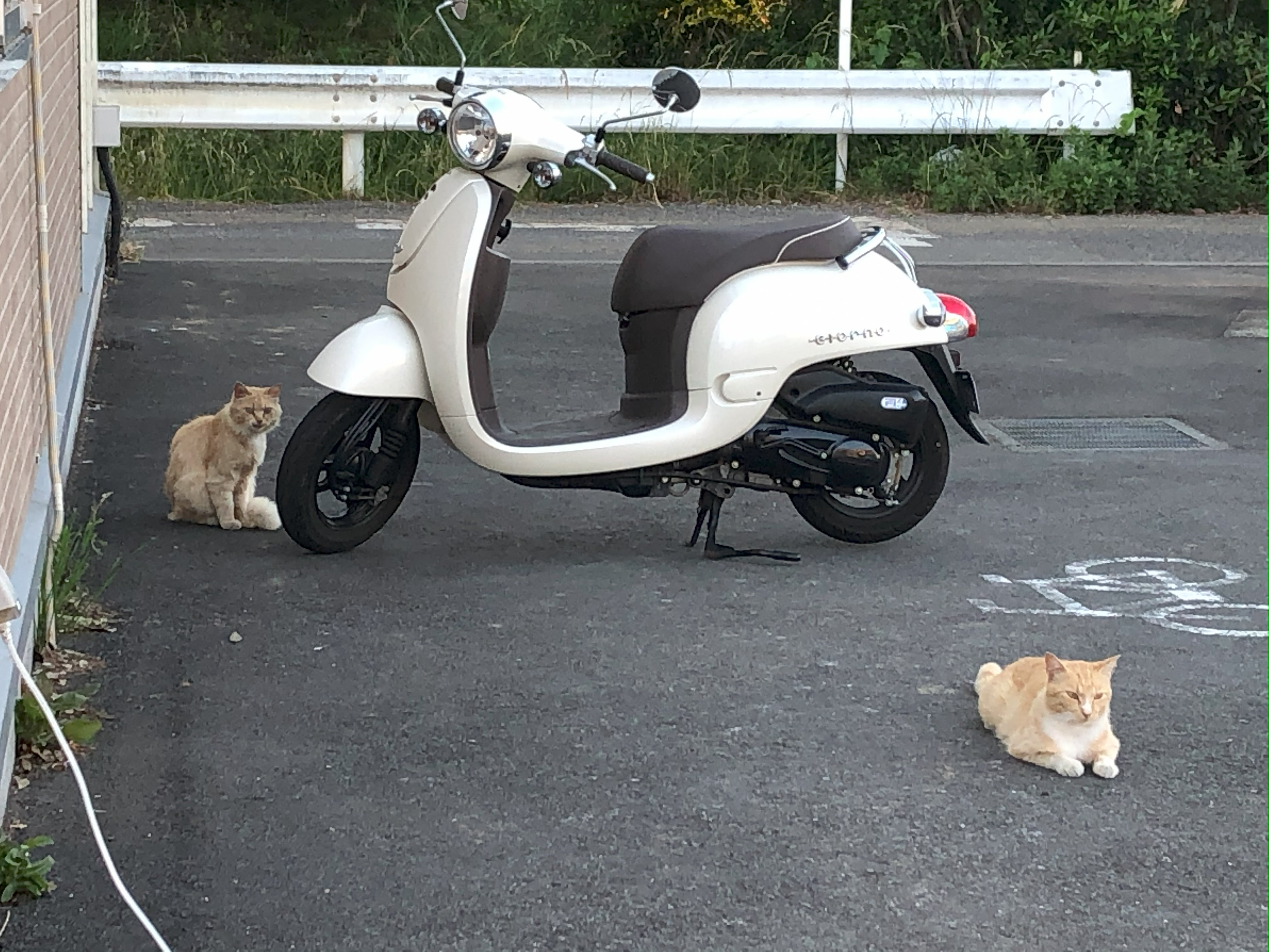 猫に支配されてる日々 ～友達（ということにしてる）紹介～｜studio summit