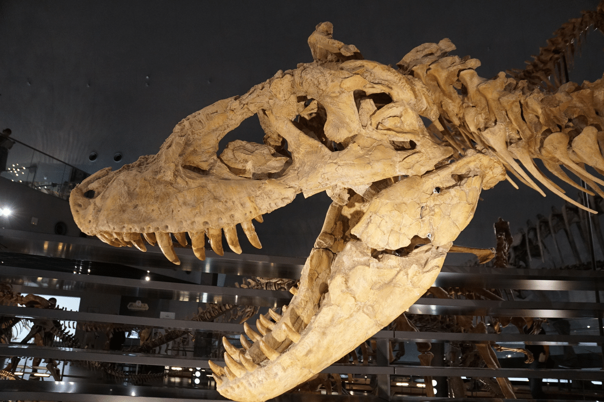 福井県立恐竜博物館 特別展「獣脚類2025」ですよ｜始祖鳥堂まふ（M.A.F.）