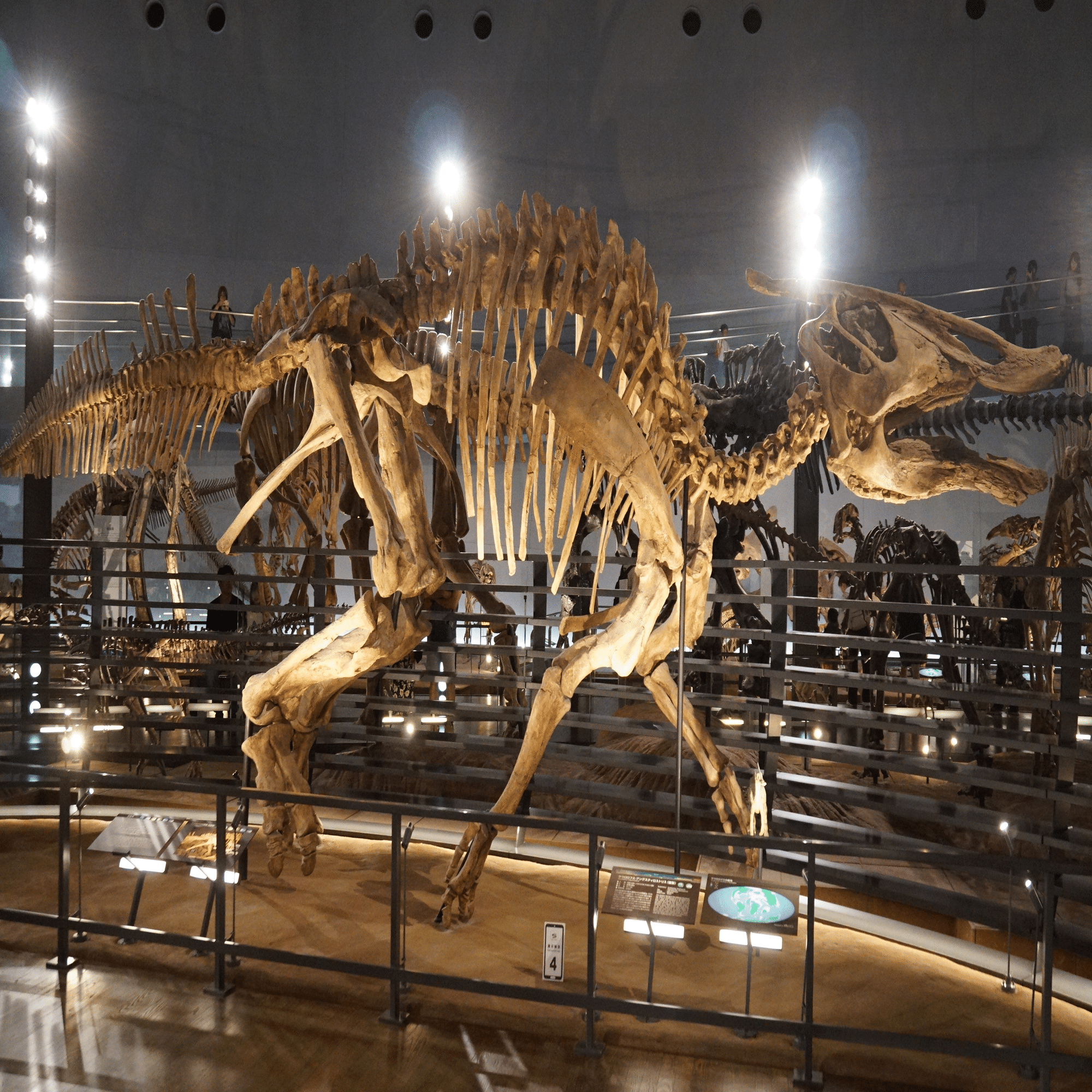 福井県立恐竜博物館 特別展「獣脚類2025」ですよ｜始祖鳥堂まふ（M.A.F.）