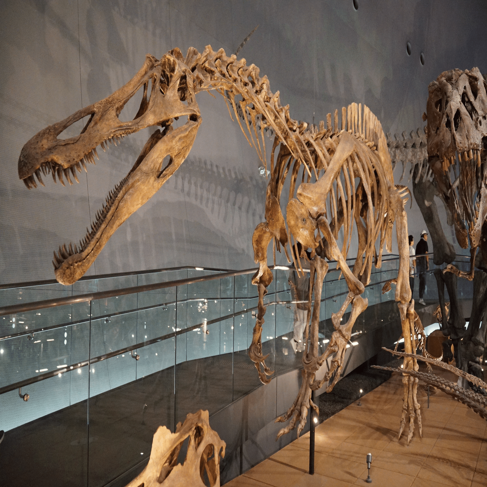 福井県立恐竜博物館 特別展「獣脚類2025」ですよ｜始祖鳥堂まふ（M.A.F.）