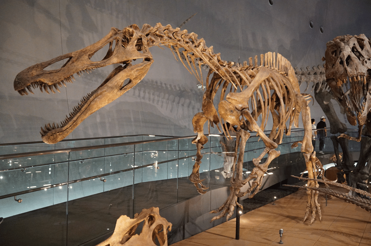 福井県立恐竜博物館 特別展「獣脚類2025」ですよ｜始祖鳥堂まふ（M.A.F.）