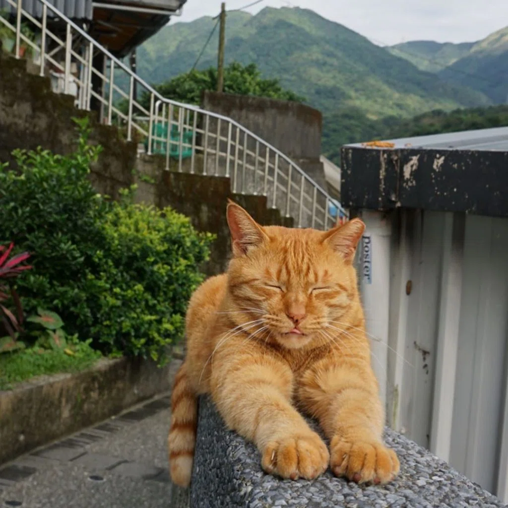 【猴硐猫村】100匹以上の猫が暮らす村！猴硐でかわいい猫たちに癒されよう！ | TAIPEI NAVI×FUNIT