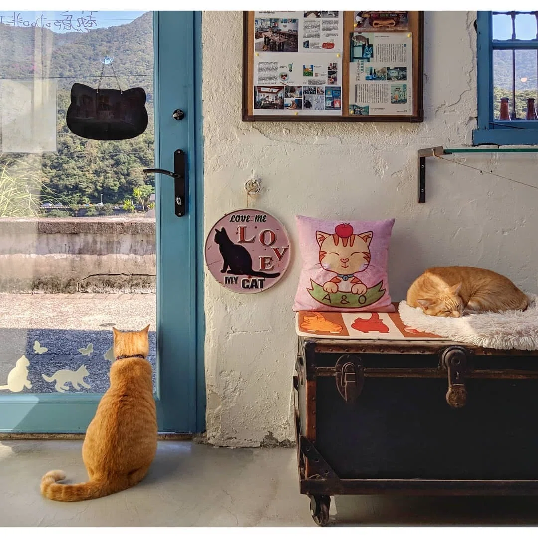 【猴硐猫村】100匹以上の猫が暮らす村！猴硐でかわいい猫たちに癒されよう！ - TAIPEI NAVI×FUNIT